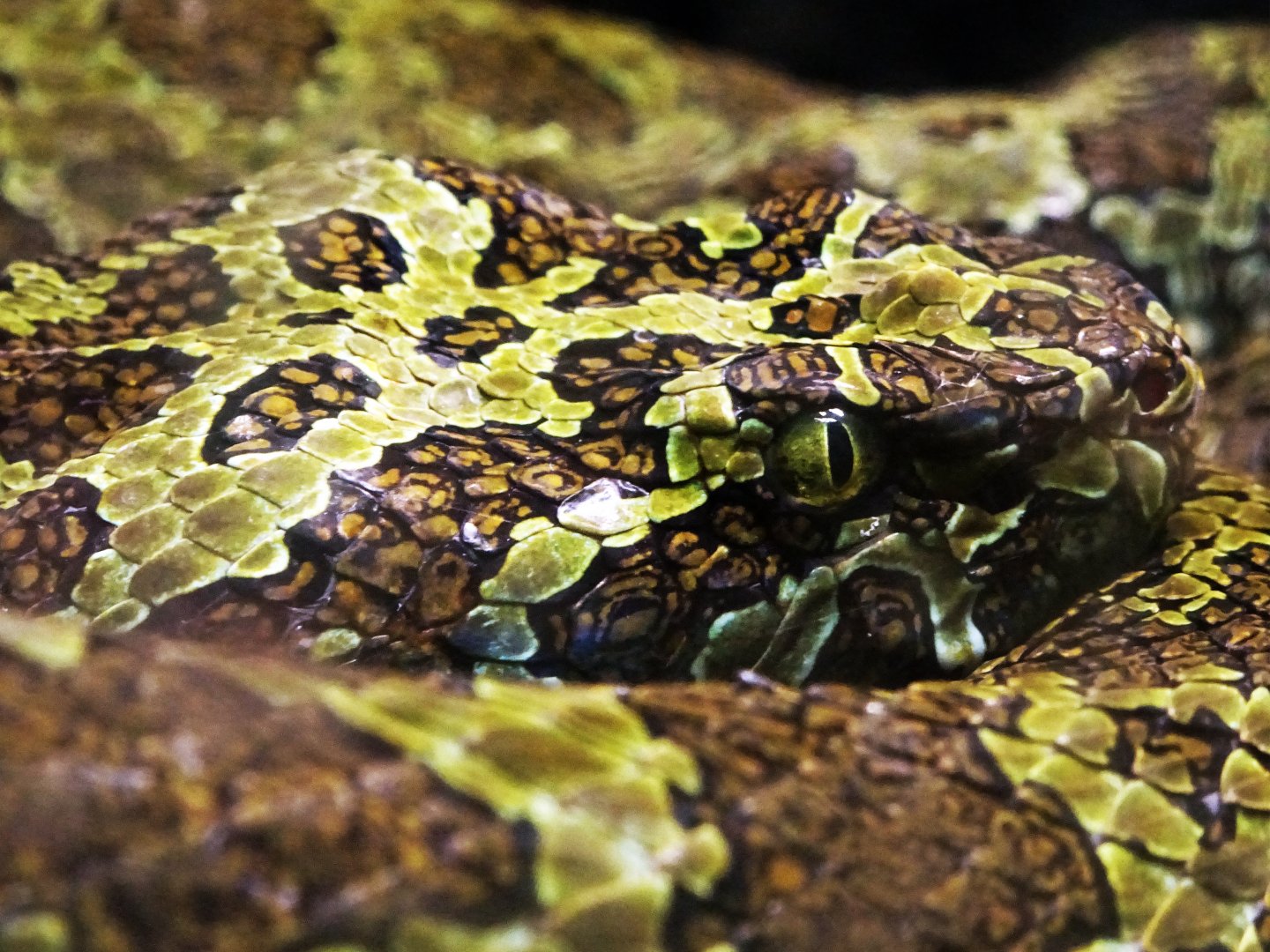 Mangshan Pit Viper