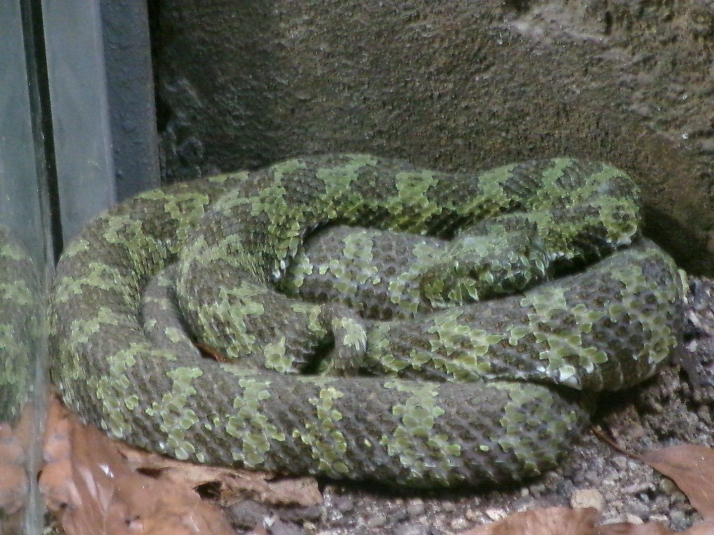 Mangshan pit viper