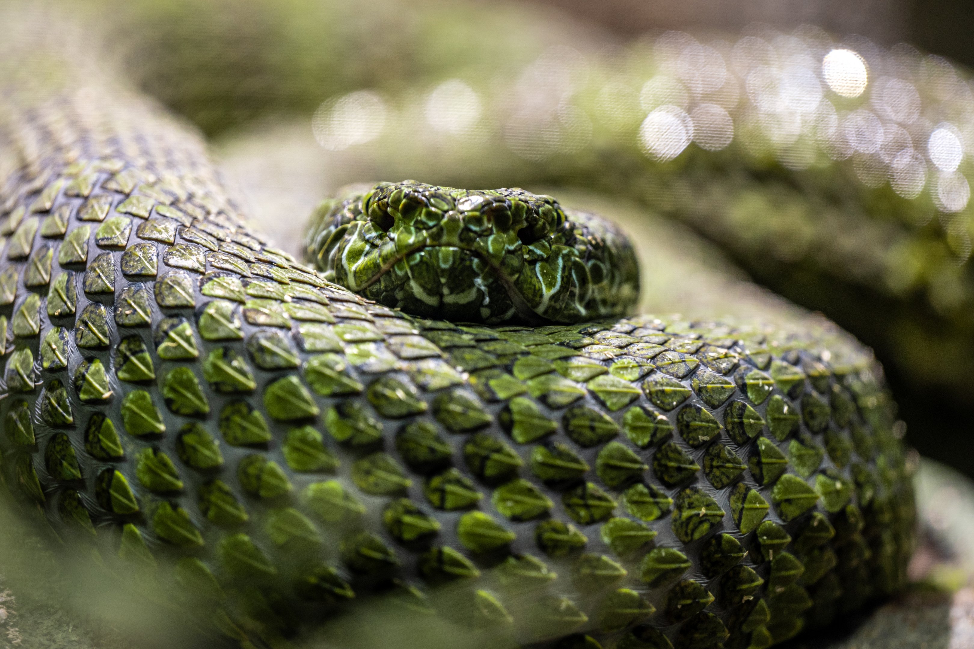 Mangshan Pit Viper