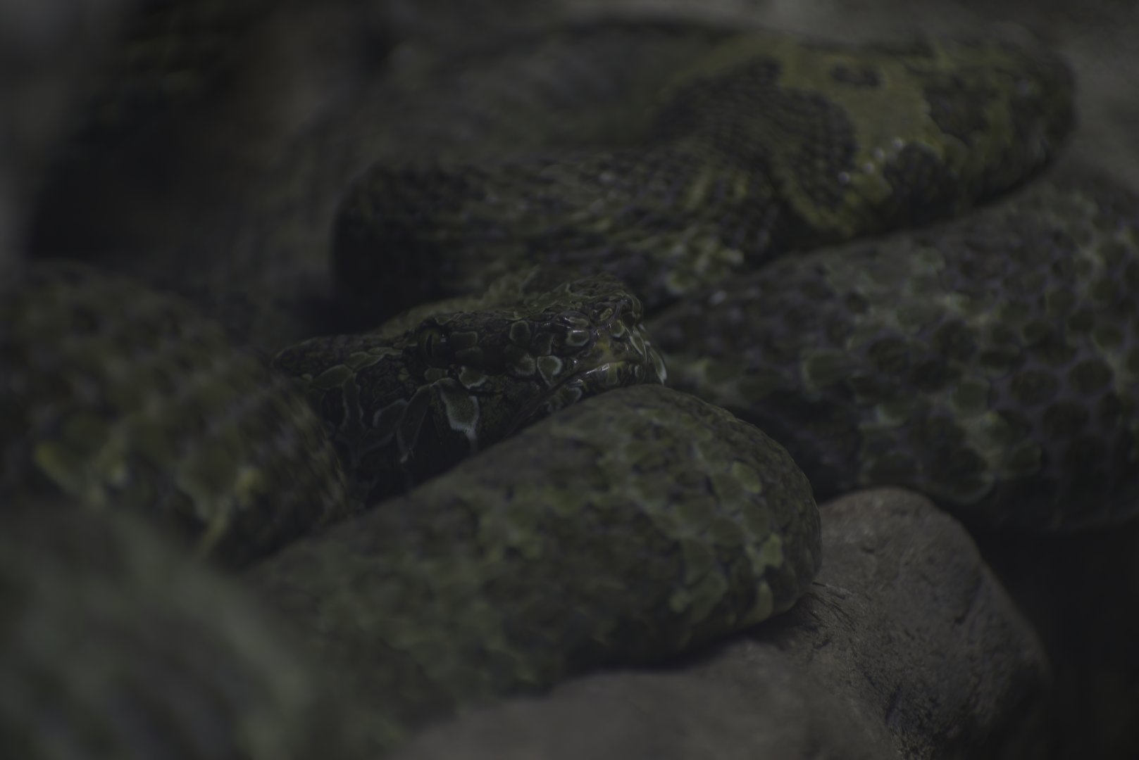 Mangshan Pit Viper