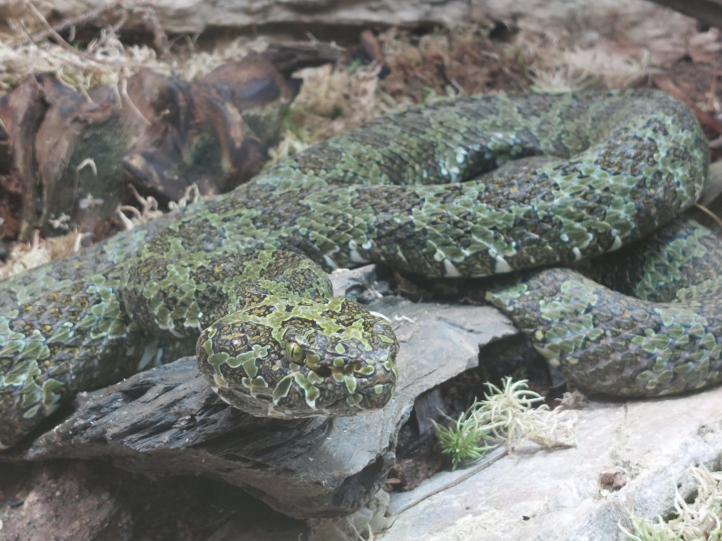Mangshan pit viper