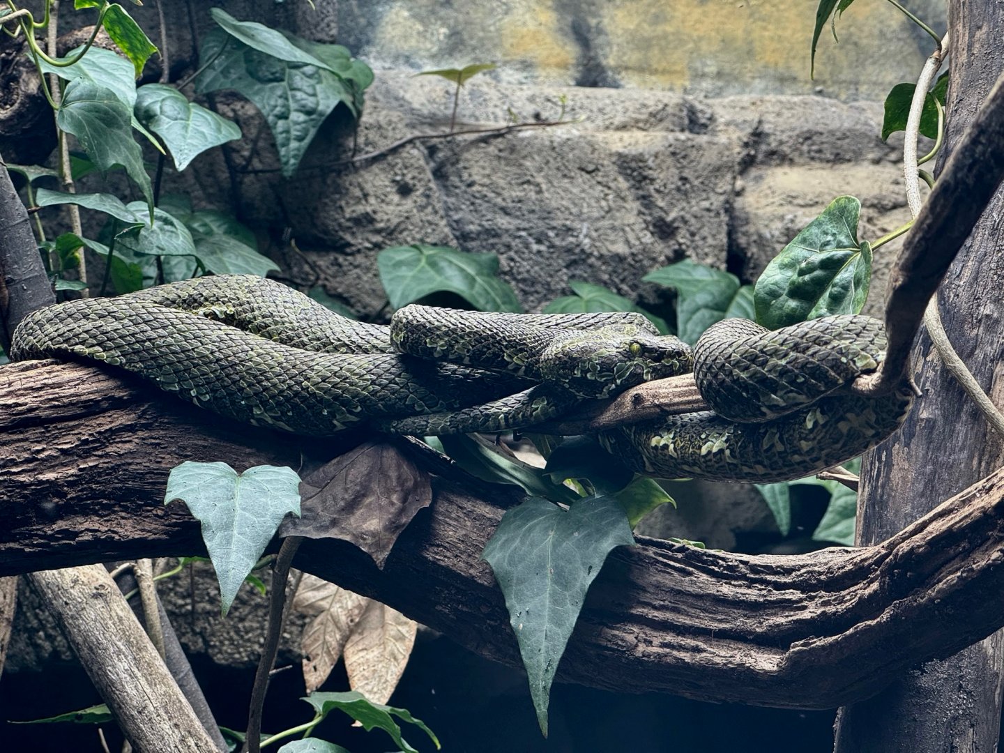 Mangshan Pit Viper