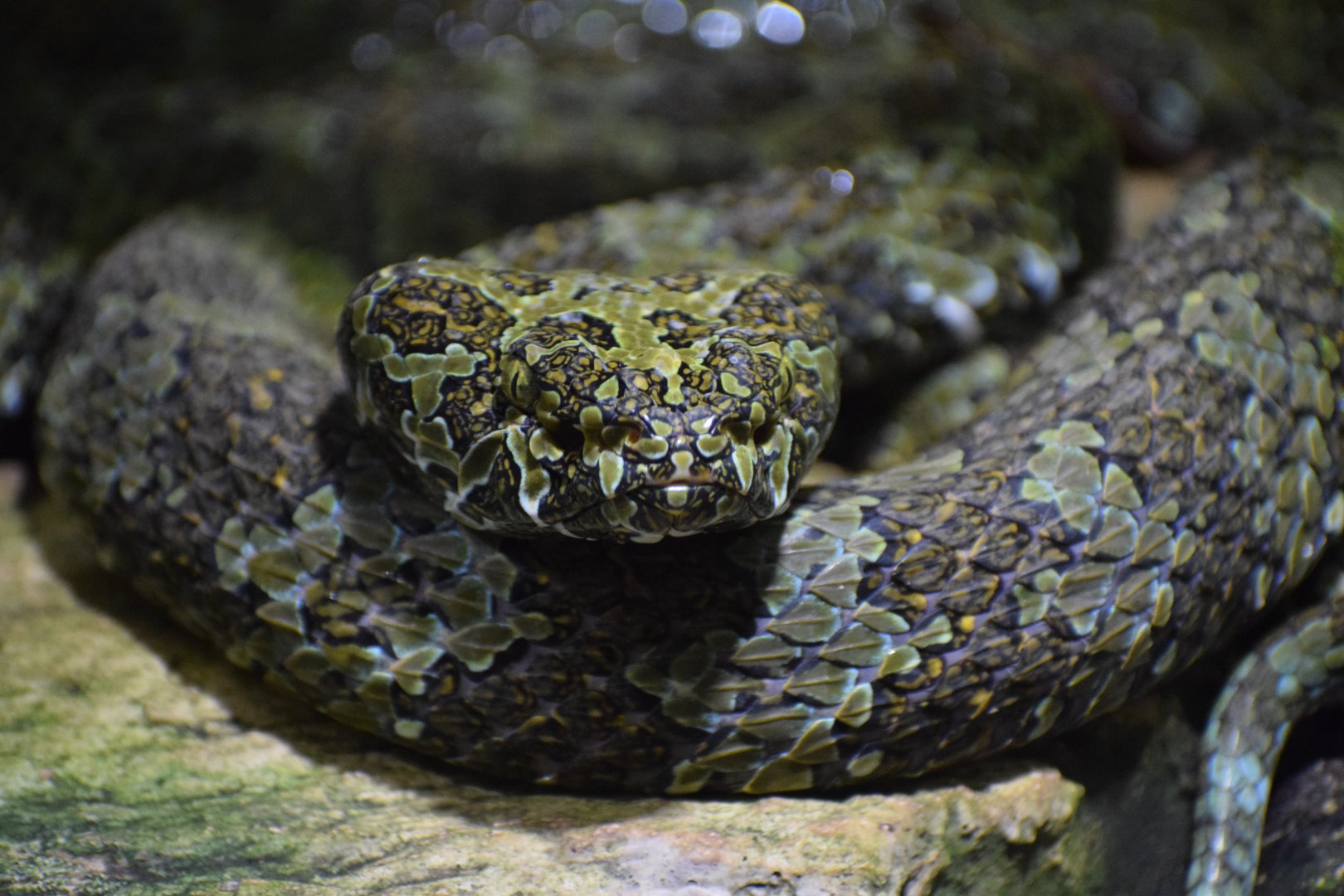 Mangshan pit viper