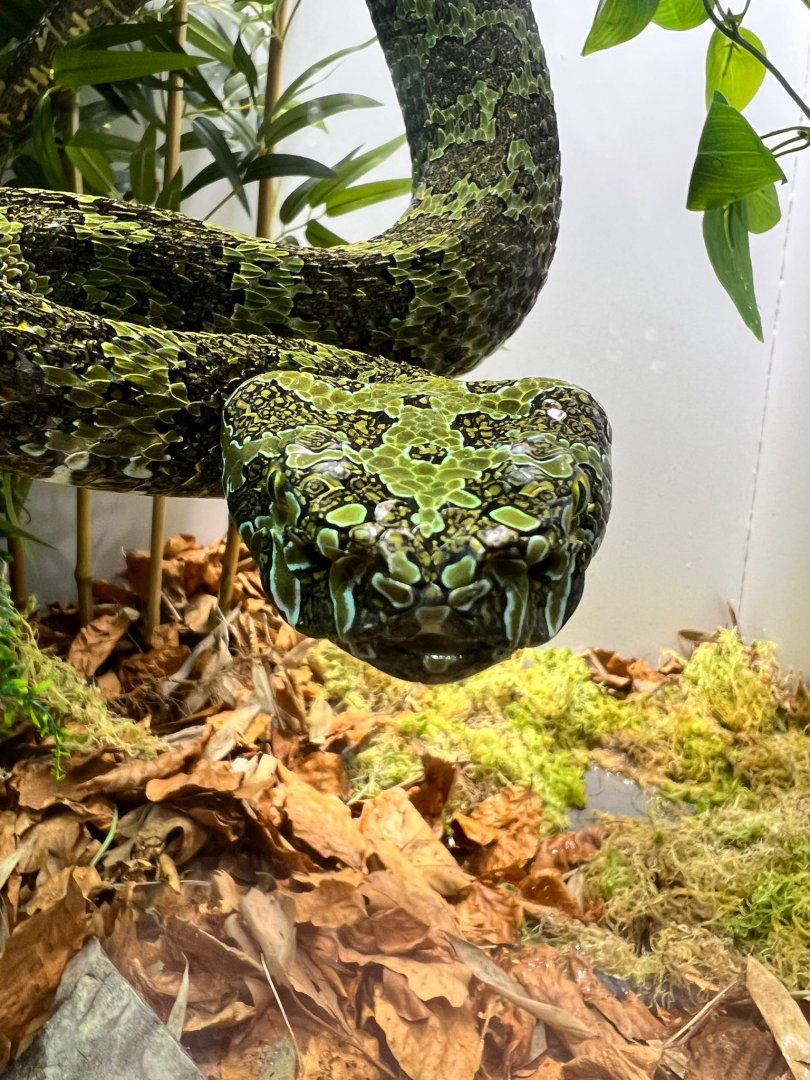 Mangshan pit viper