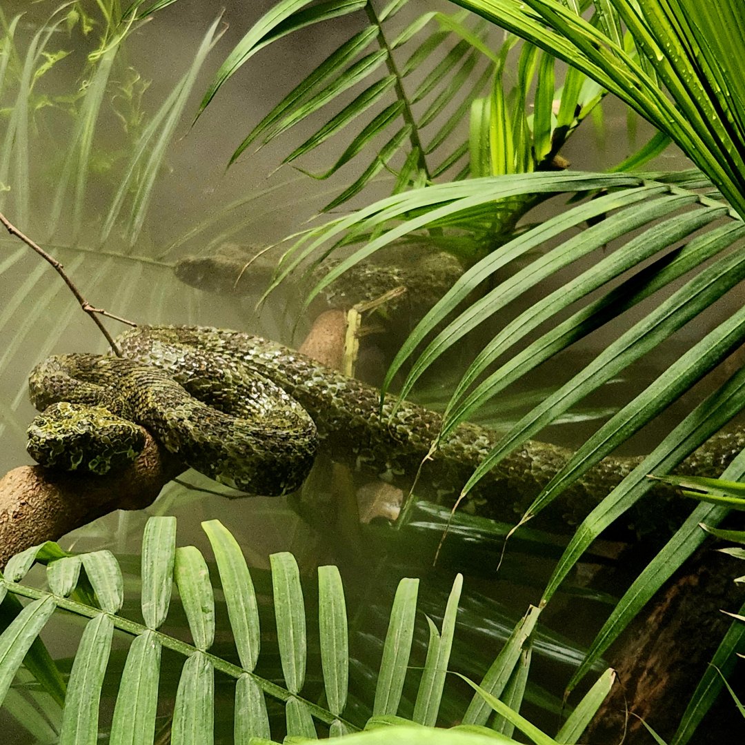 Mangshan Pit Vipers (Protobothrops mangshanensis)