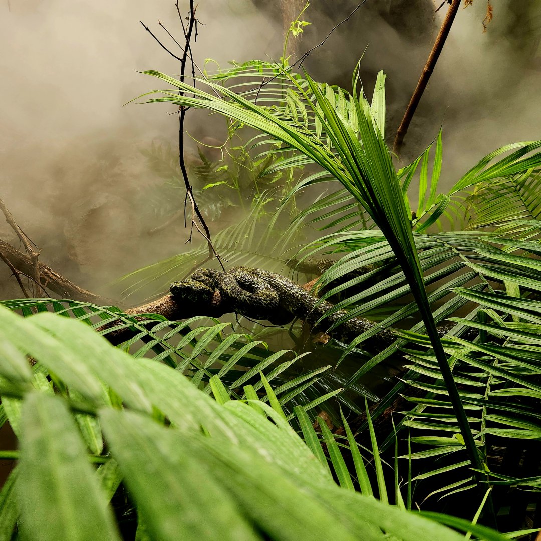 Mangshan Pit Vipers (Protobothrops mangshanensis)