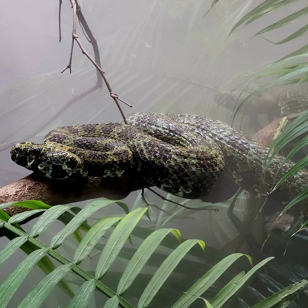 Mangshan Pit Vipers (Protobothtops mangshanensis)
