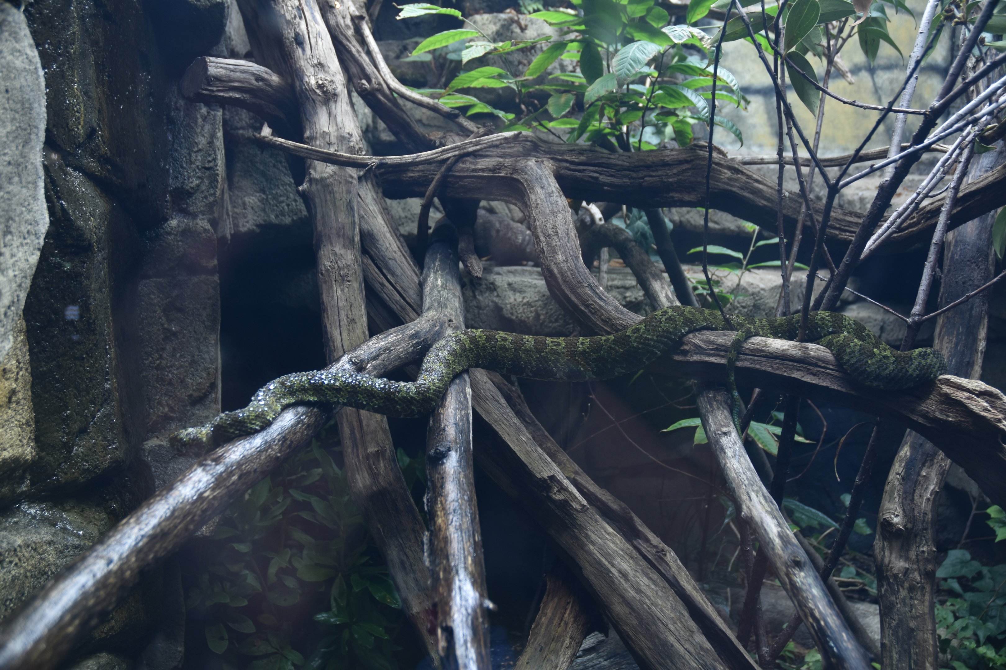 Mangshan Pitviper Enclosure in New Reptile House at London, 22nd June 2024