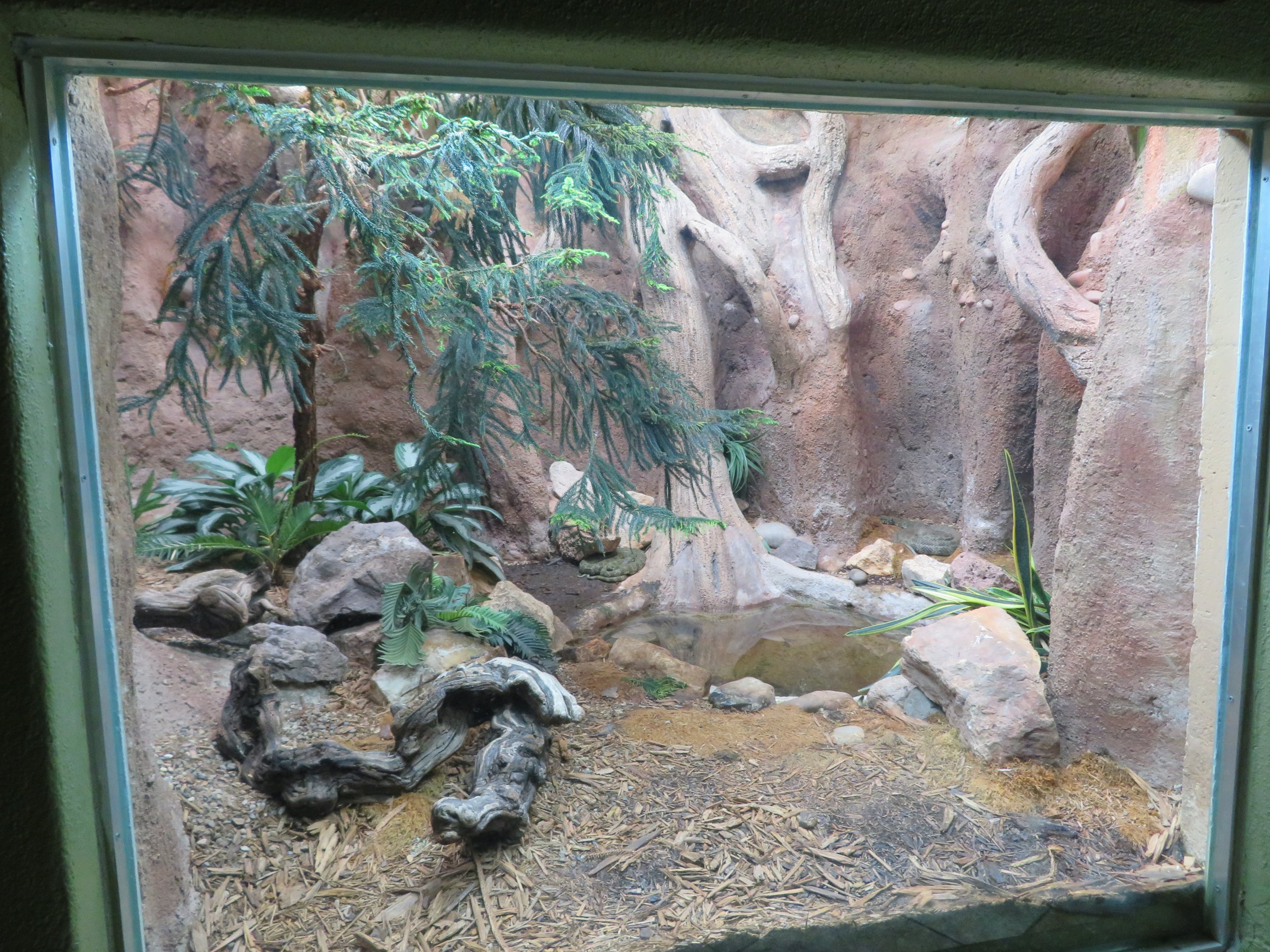 Mangshan Pitviper Enclosure