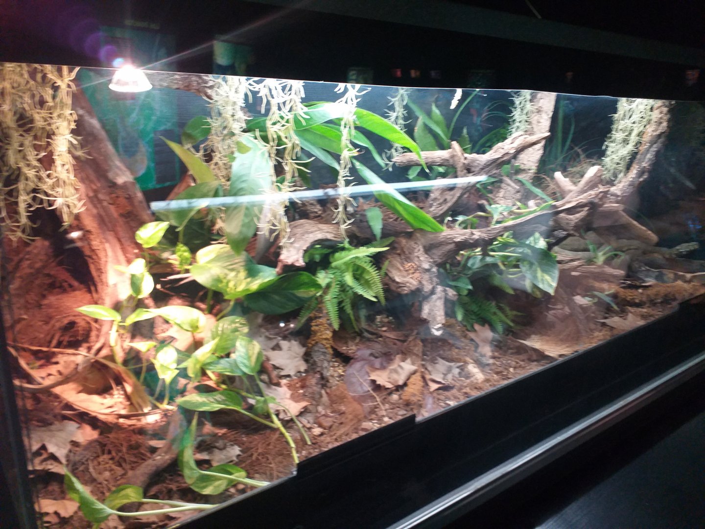 Mangshan pitviper exhibit -TerraNatura Benidorm (2021)
