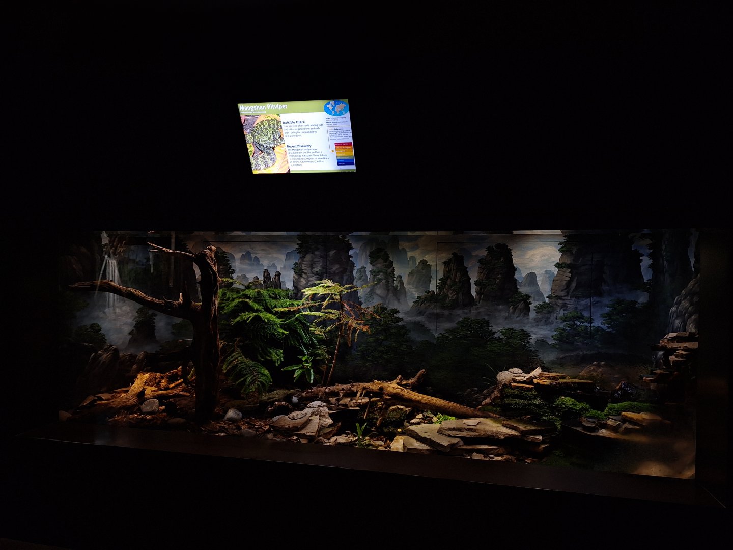 Mangshan Pitviper Exhibit