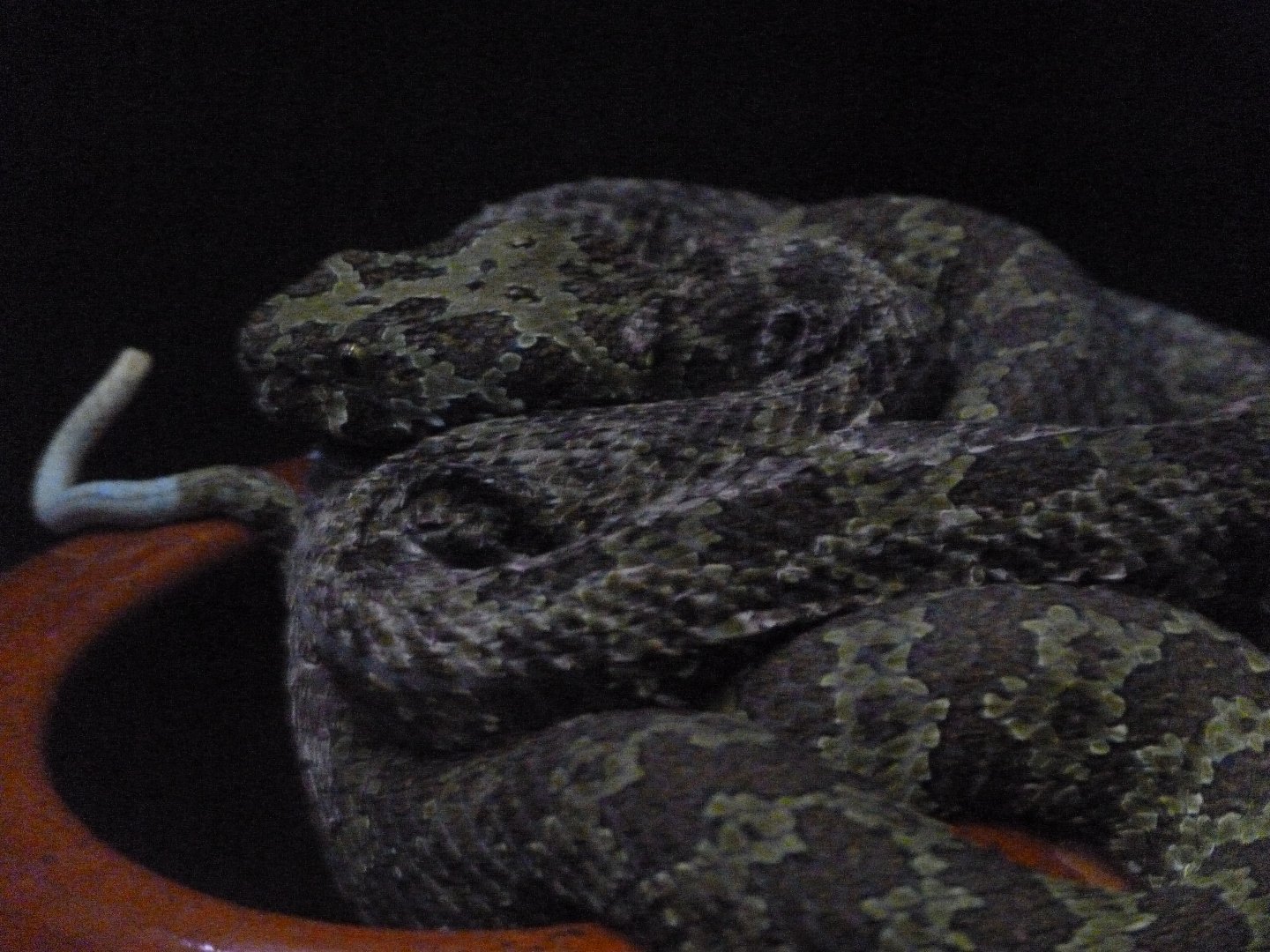 Mangshan pitviper -Parque de la Naturaleza de Cabárceno (2025)