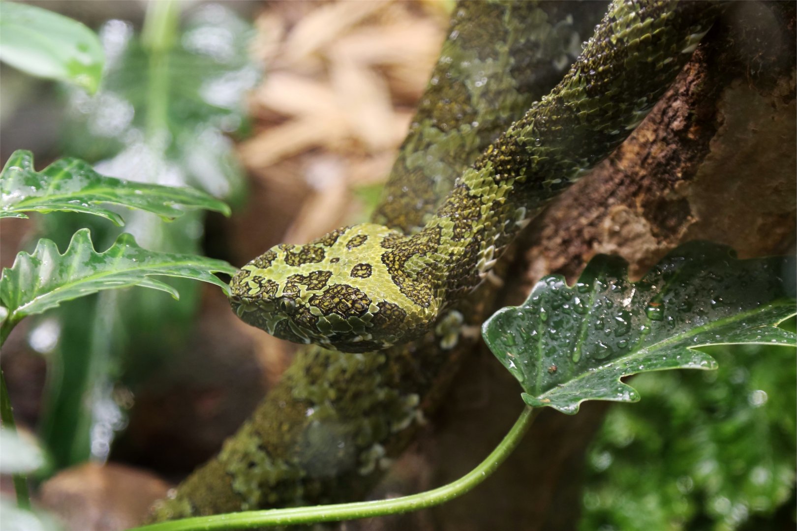 Mangshan Pitviper (Protobothrops mangshanensis), October 2015