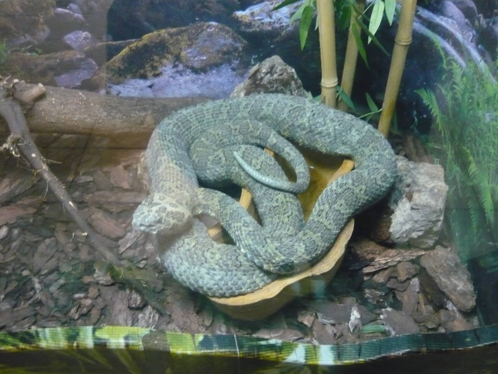 Mangshan pitviper (Protobothrops mangshanensis)