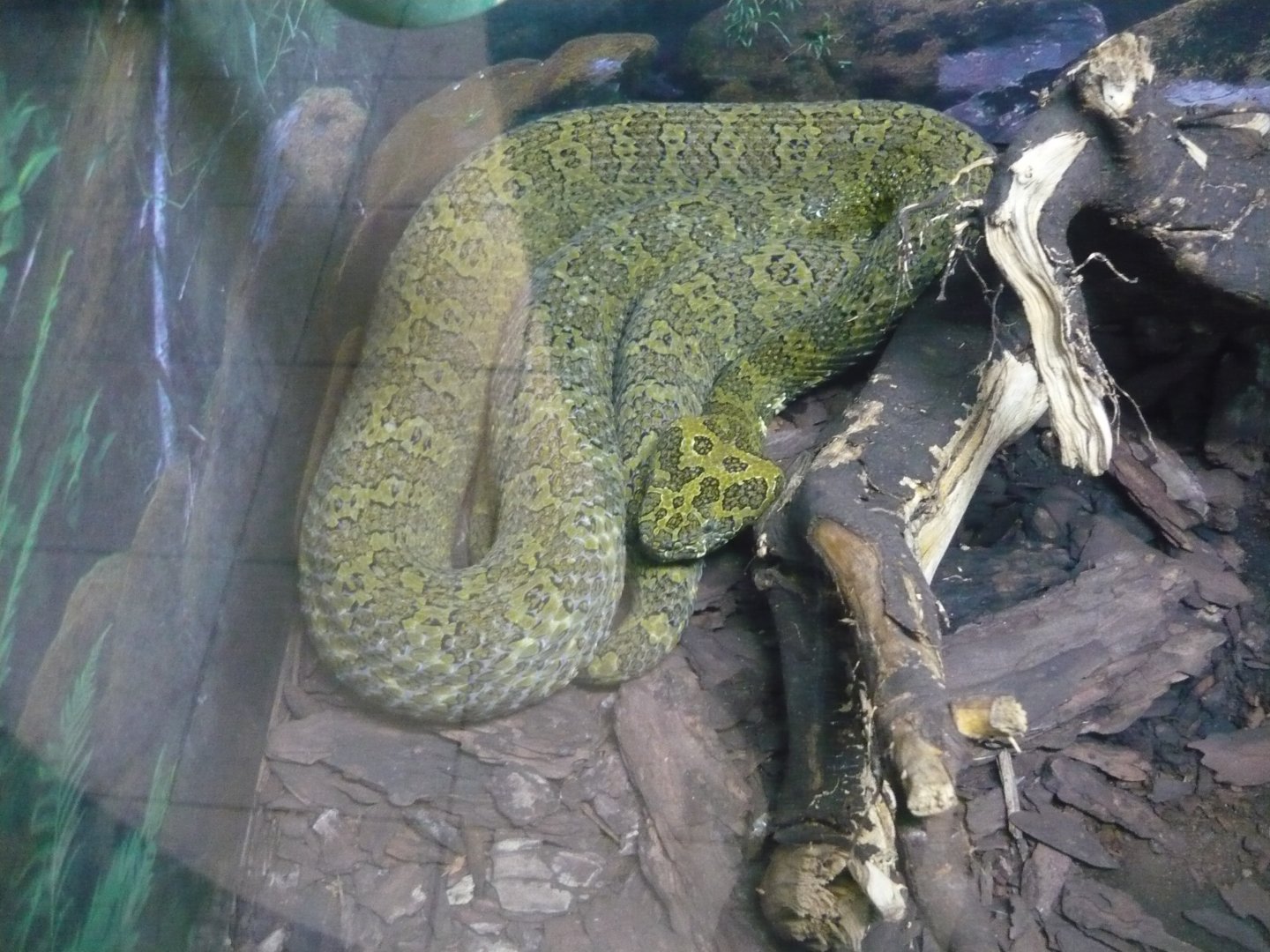 Mangshan pitviper (Protobothrops mangshanensis)