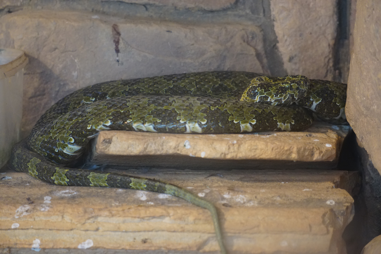 Mangshan pitviper (Protobothrops mangshanensis)