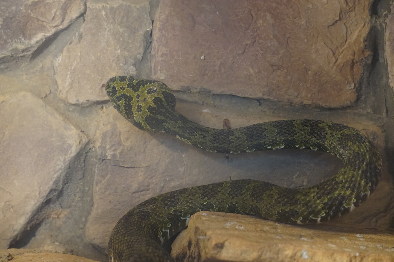 Mangshan pitviper (Protobothrops mangshanensis)