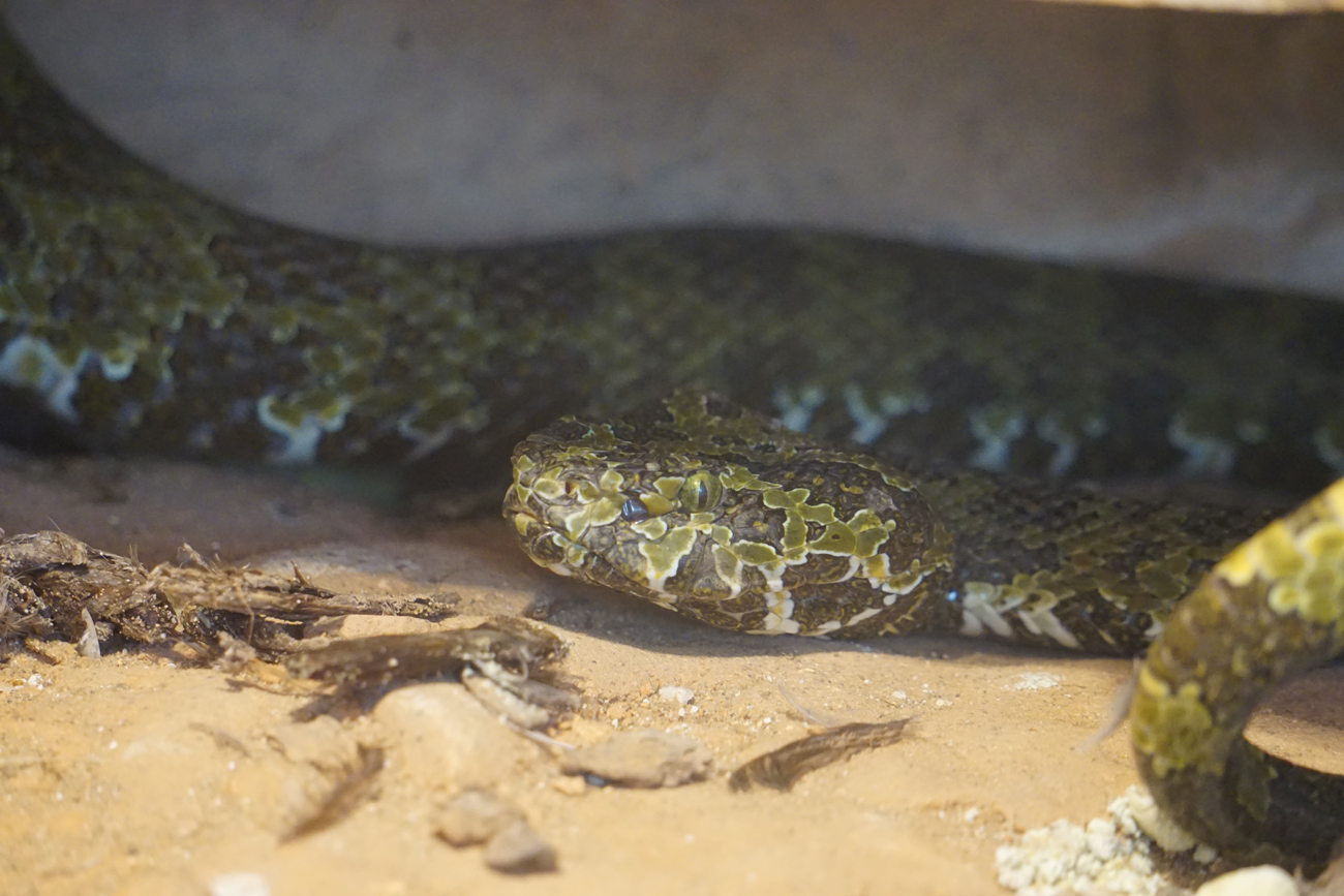 Mangshan pitviper (Protobothrops mangshanensis)