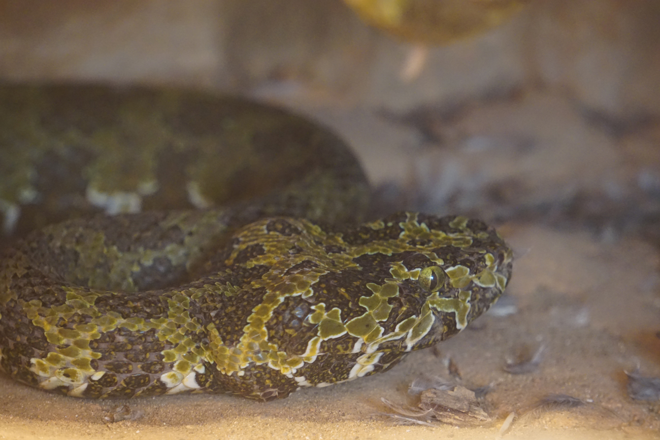 Mangshan pitviper (Protobothrops mangshanensis)
