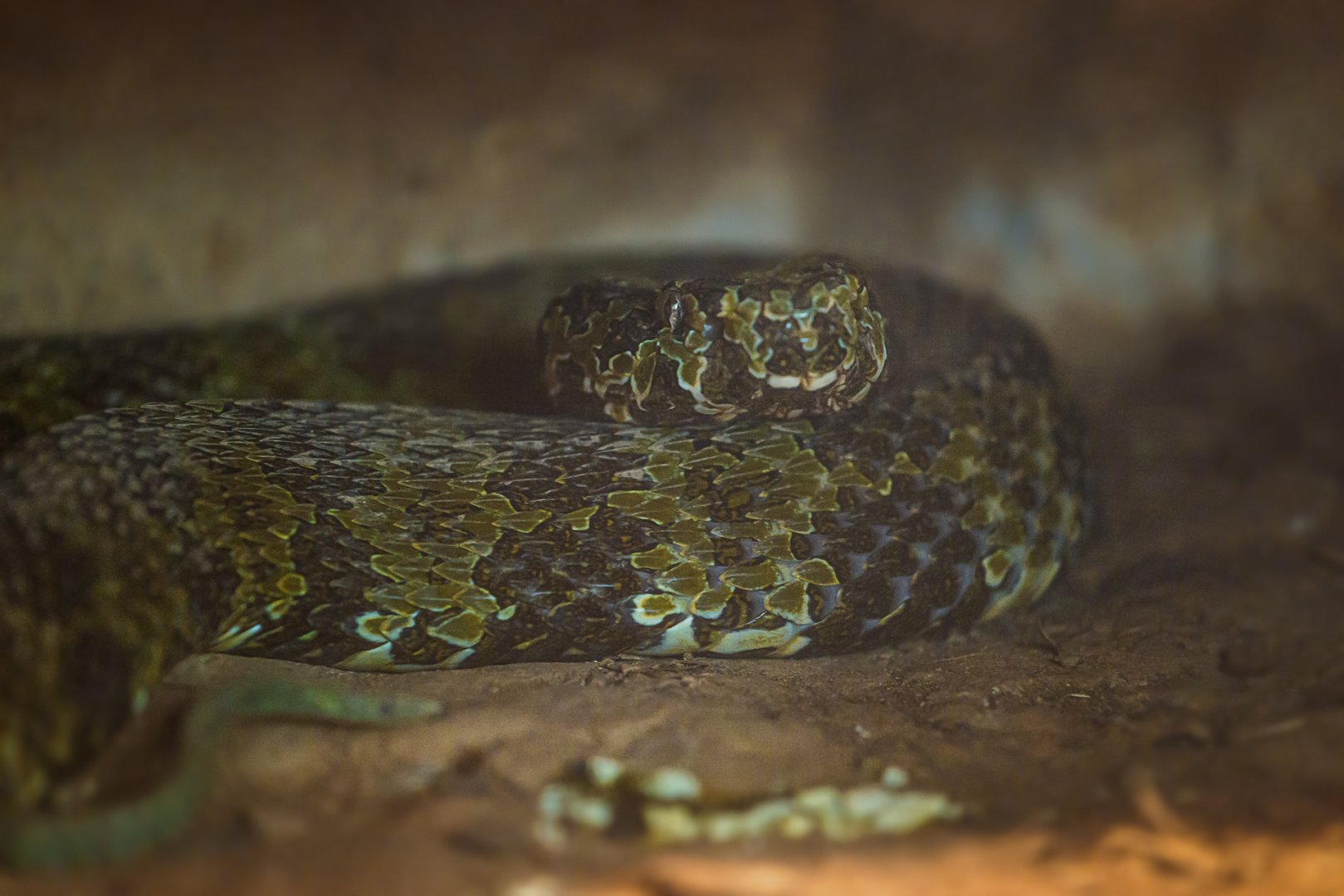 Mangshan pitviper (Protobothrops mangshanensis)