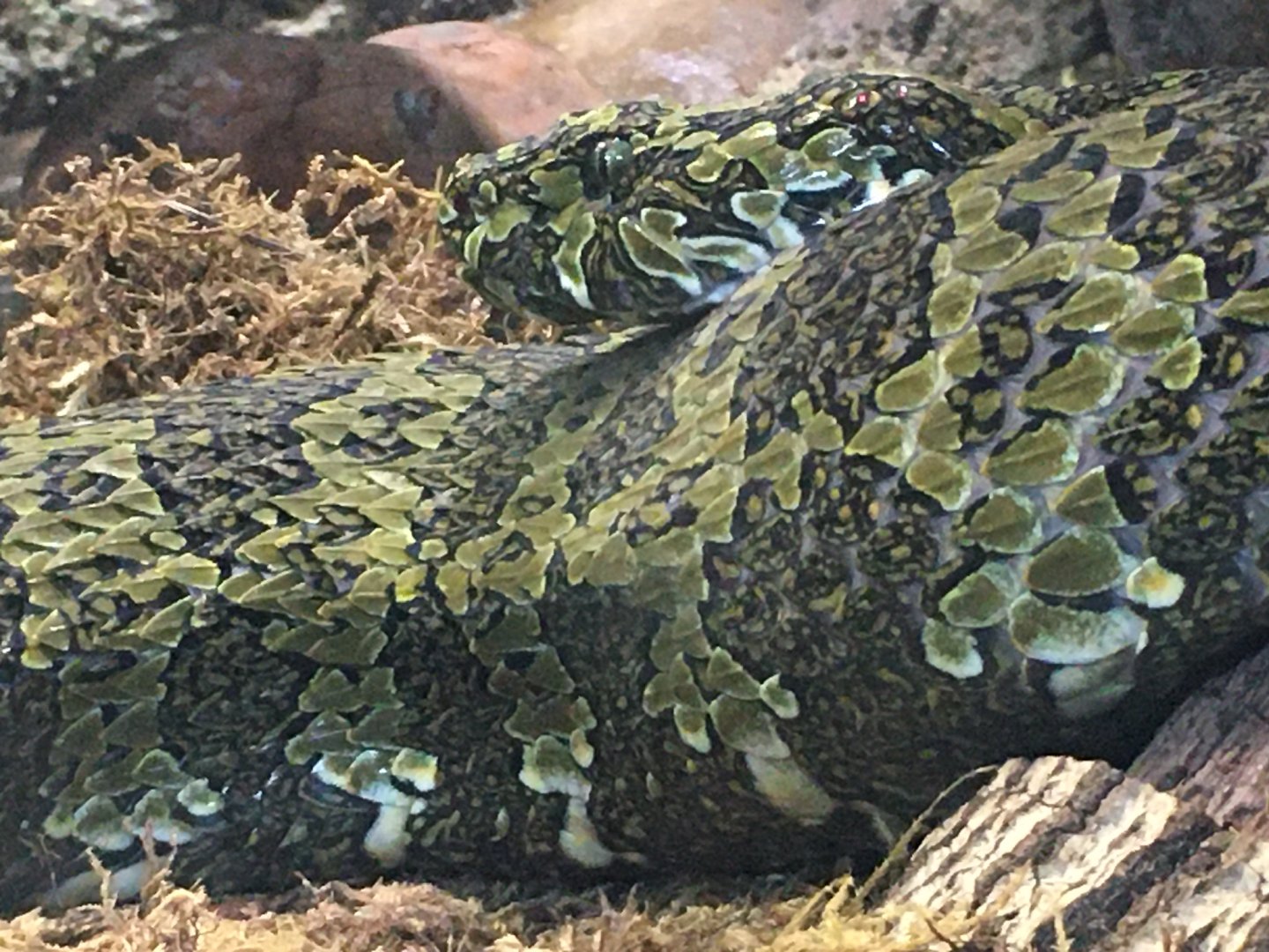 Mangshan Pitviper (Protobothrops mangshanensis)