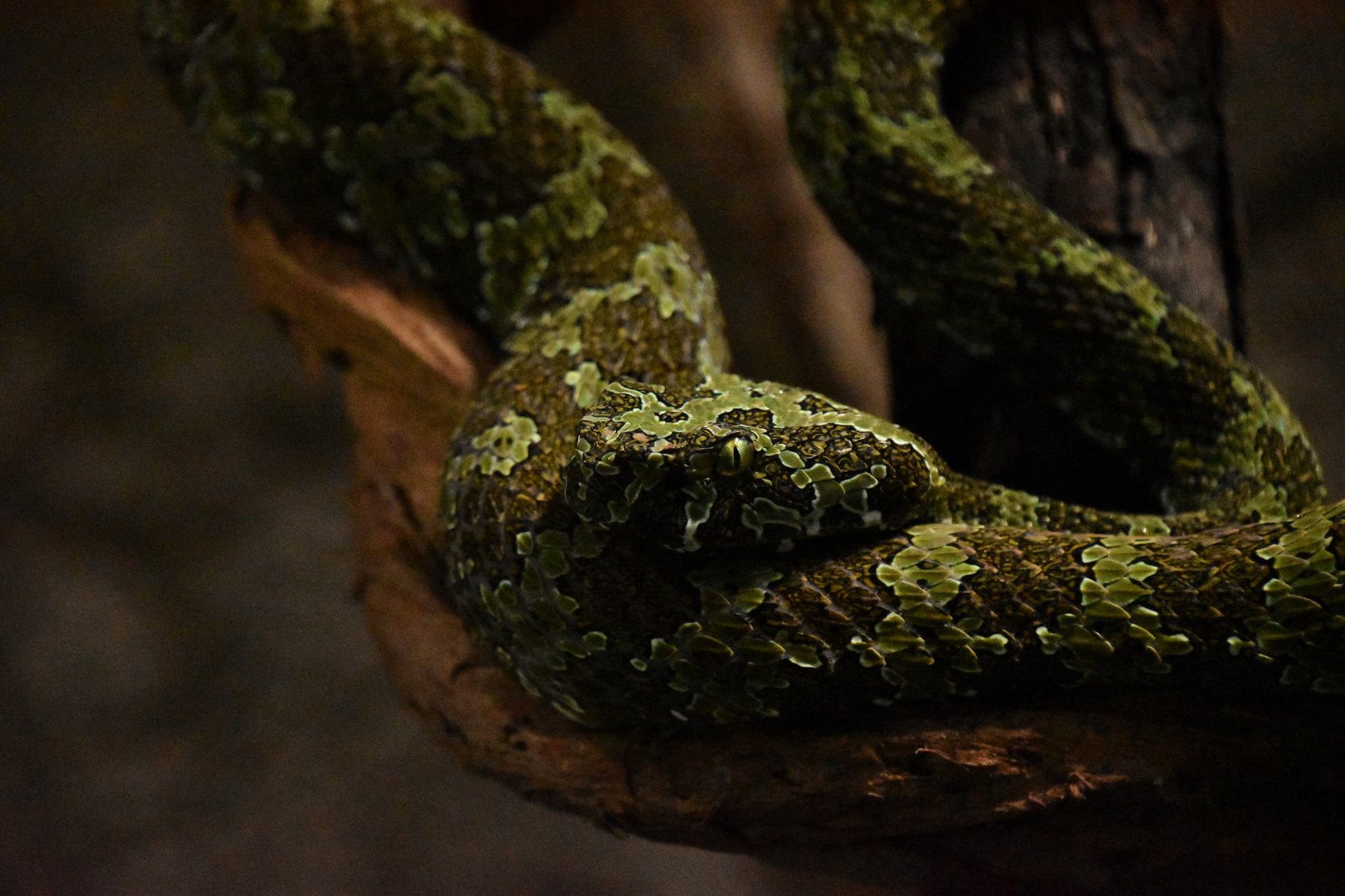 Mangshan pitviper, Protobothrops mangshanensis