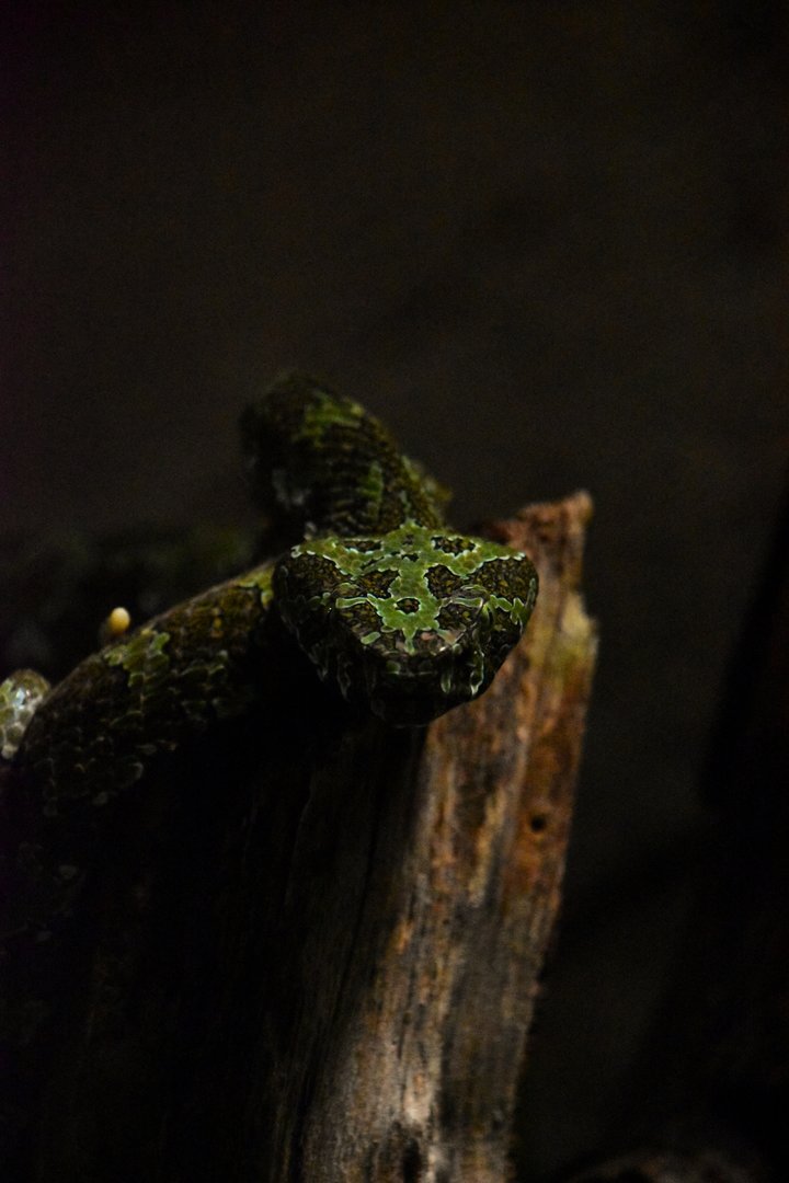 Mangshan pitviper, Protobothrops mangshanensis