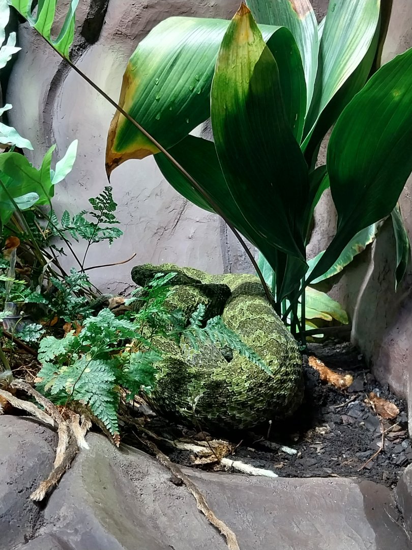 Mangshan pitviper (Protobothrops mangshanensis)