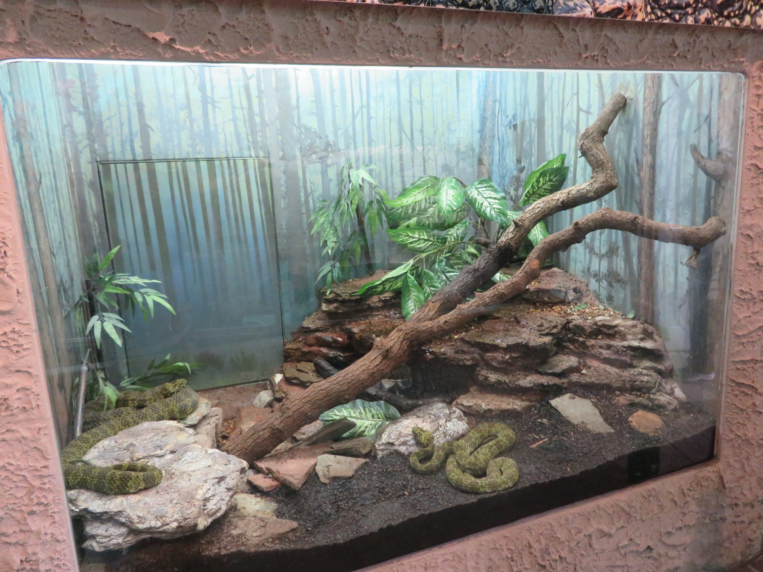 Mangshan Pitviper Tank