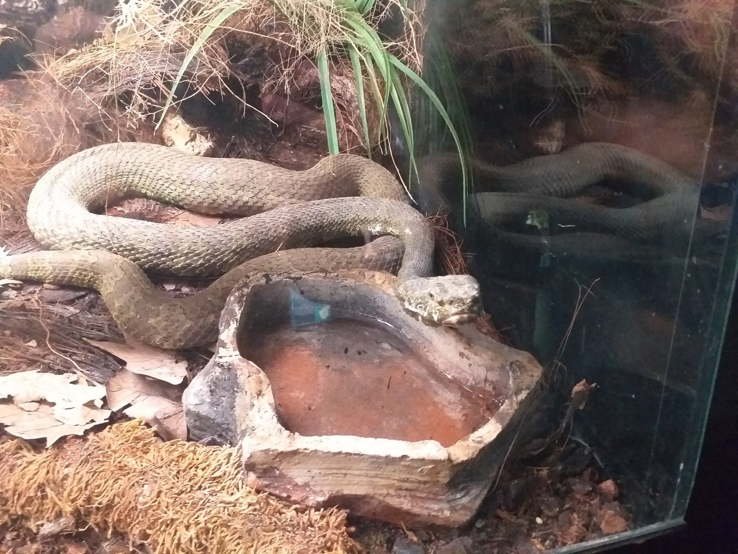 Mangshan pitviper -TerraNatura Benidorm (2021)