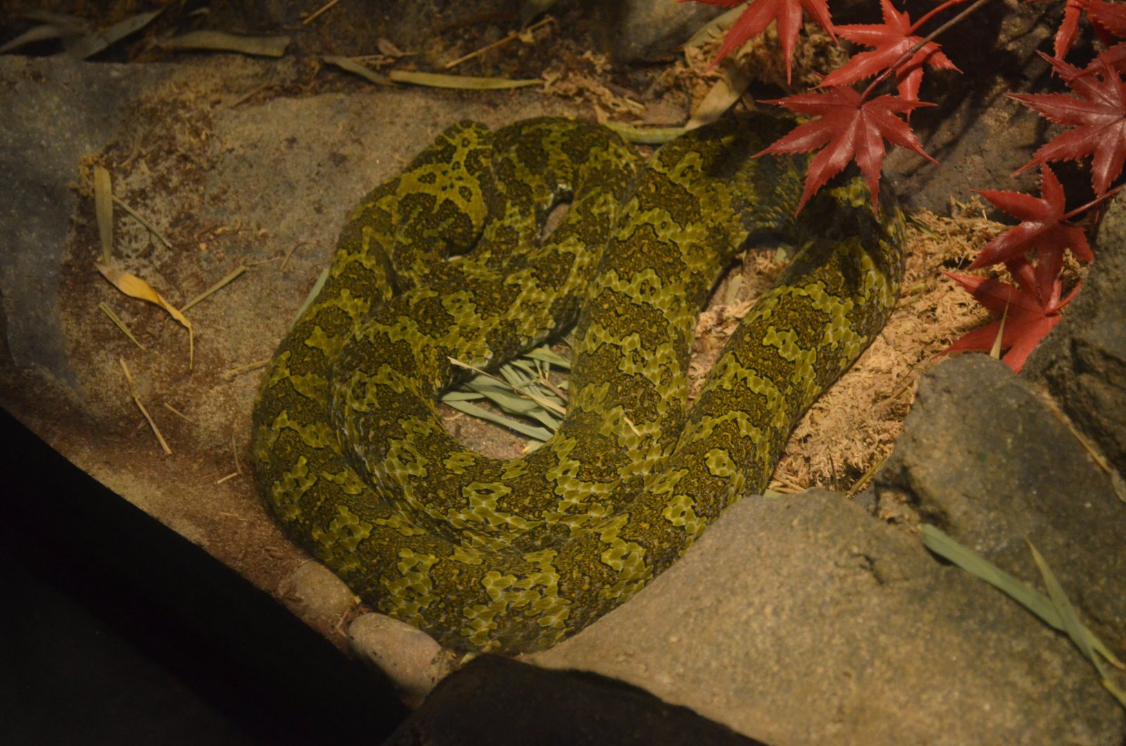Mangshan Pitviper