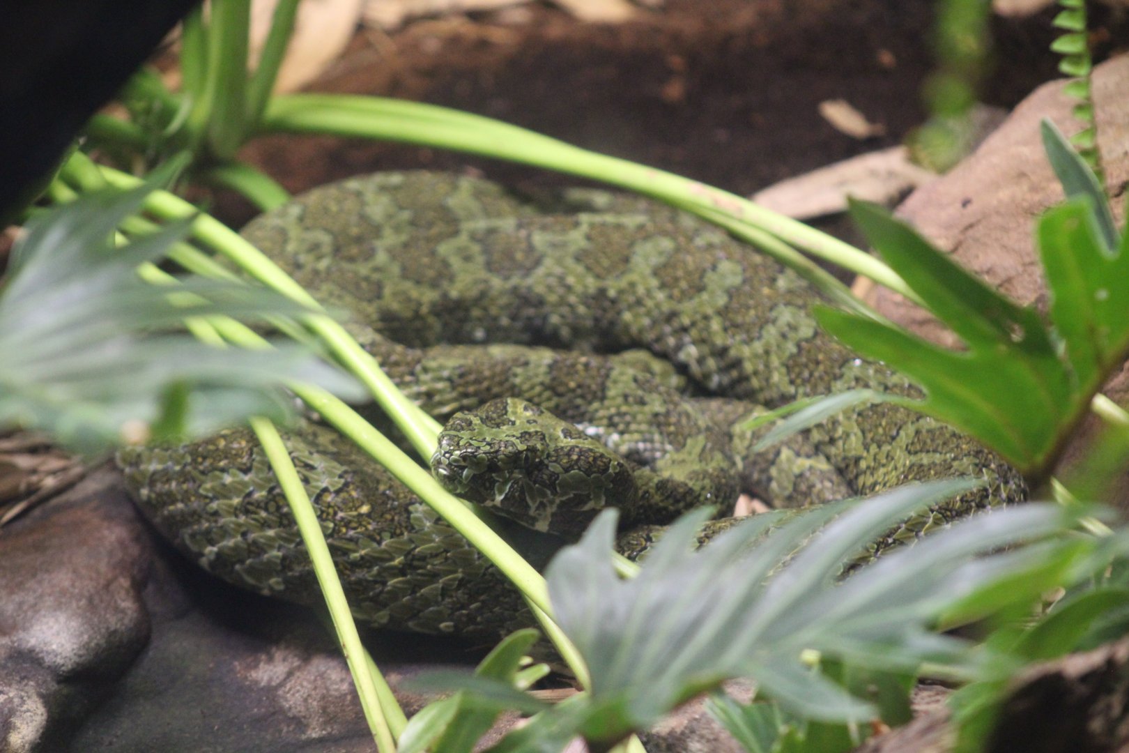 Mangshan Pitviper