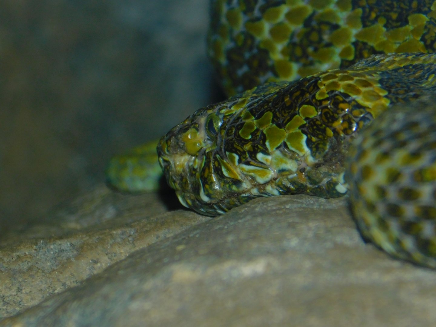 Mangshan Pitviper
