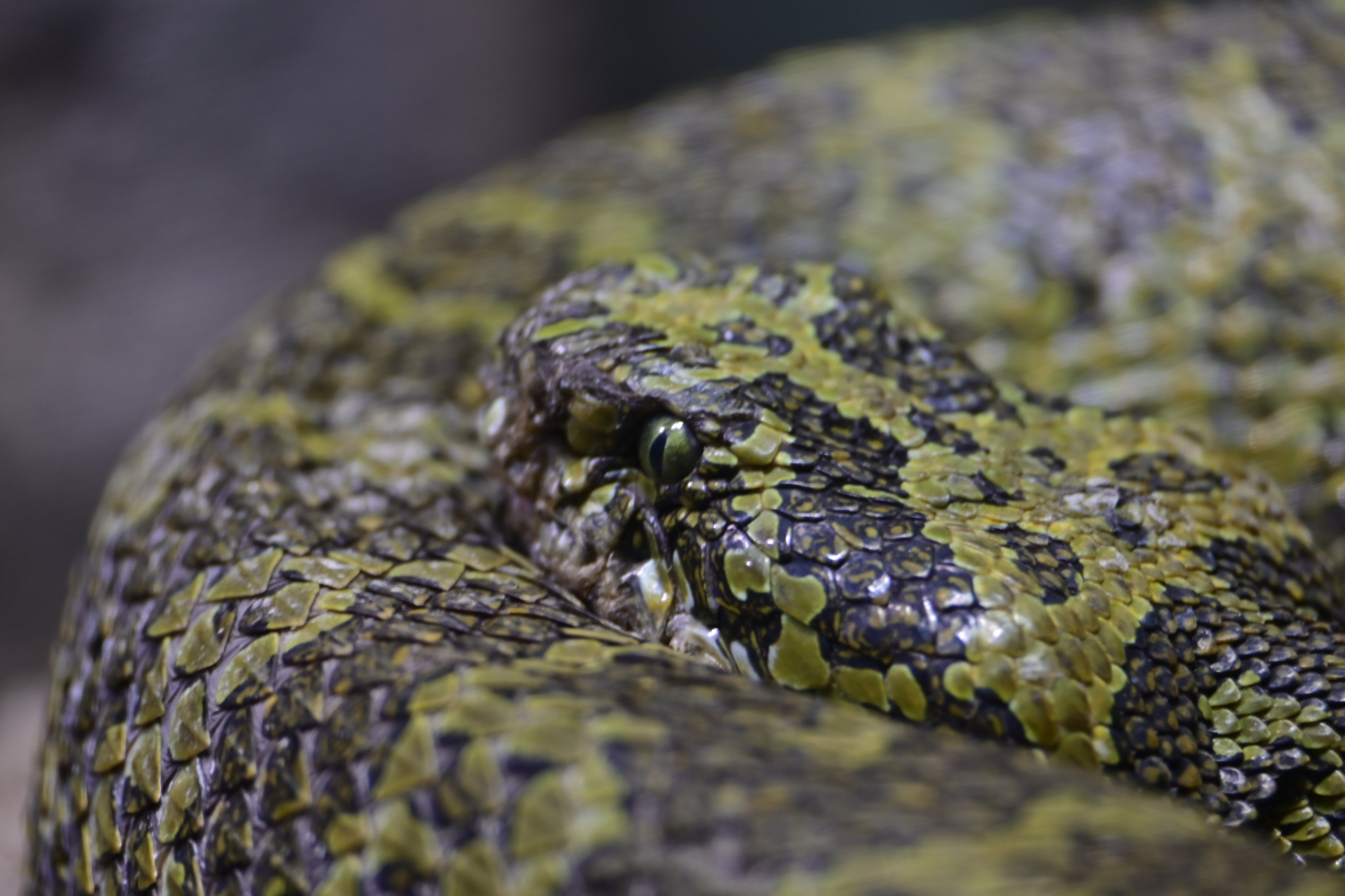 Mangshan Pitviper