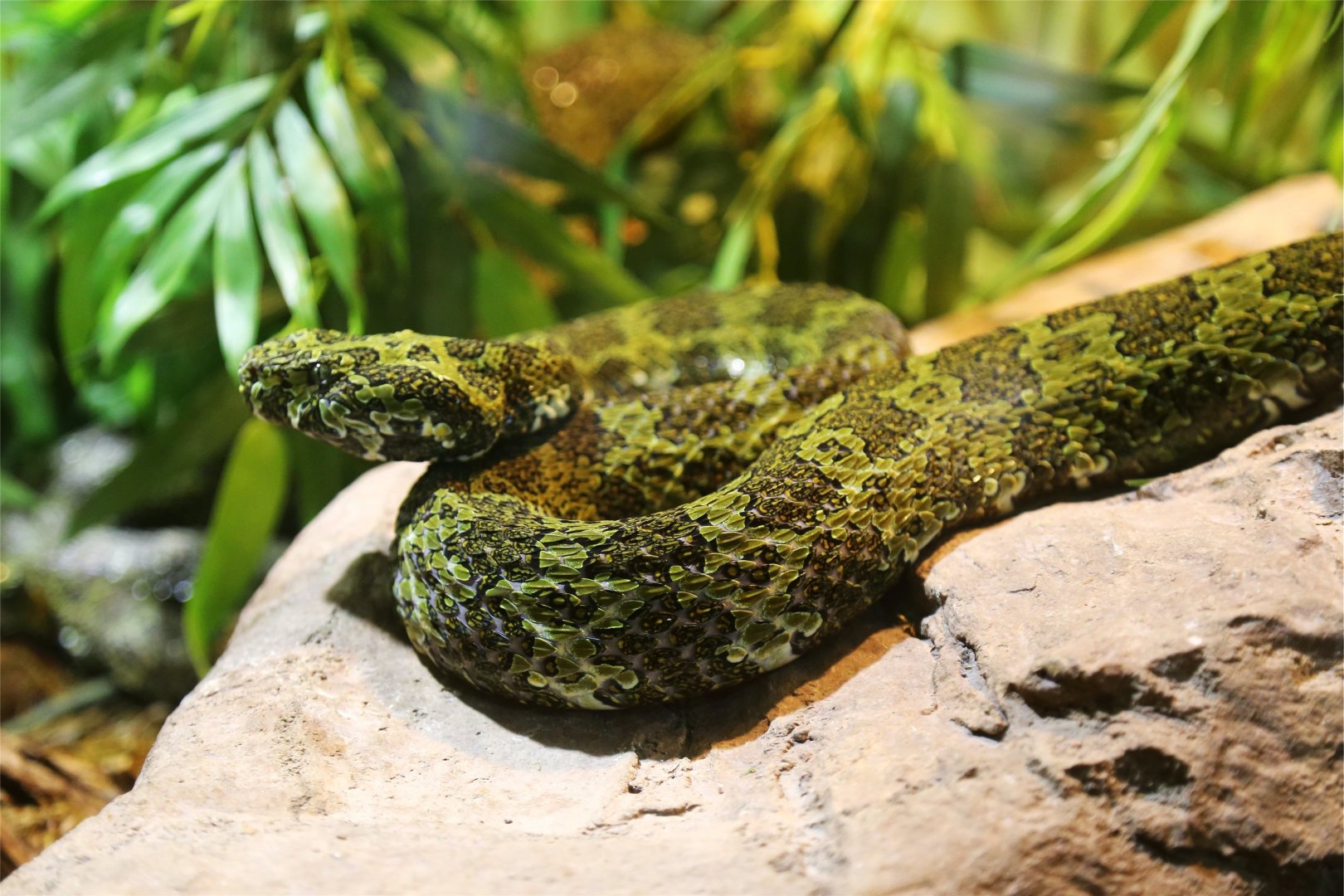 Mangshan pitviper
