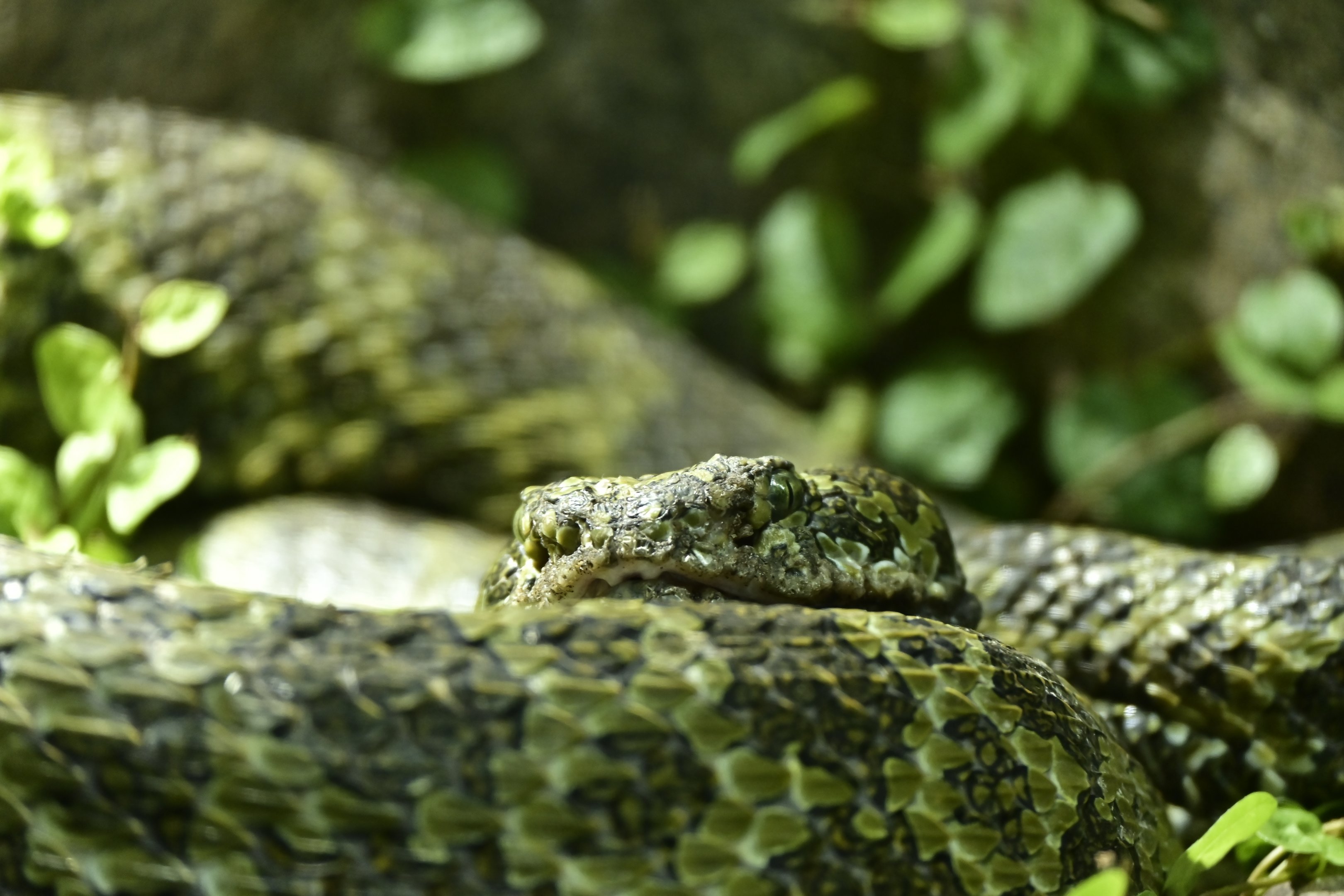 Mangshan Pitviper