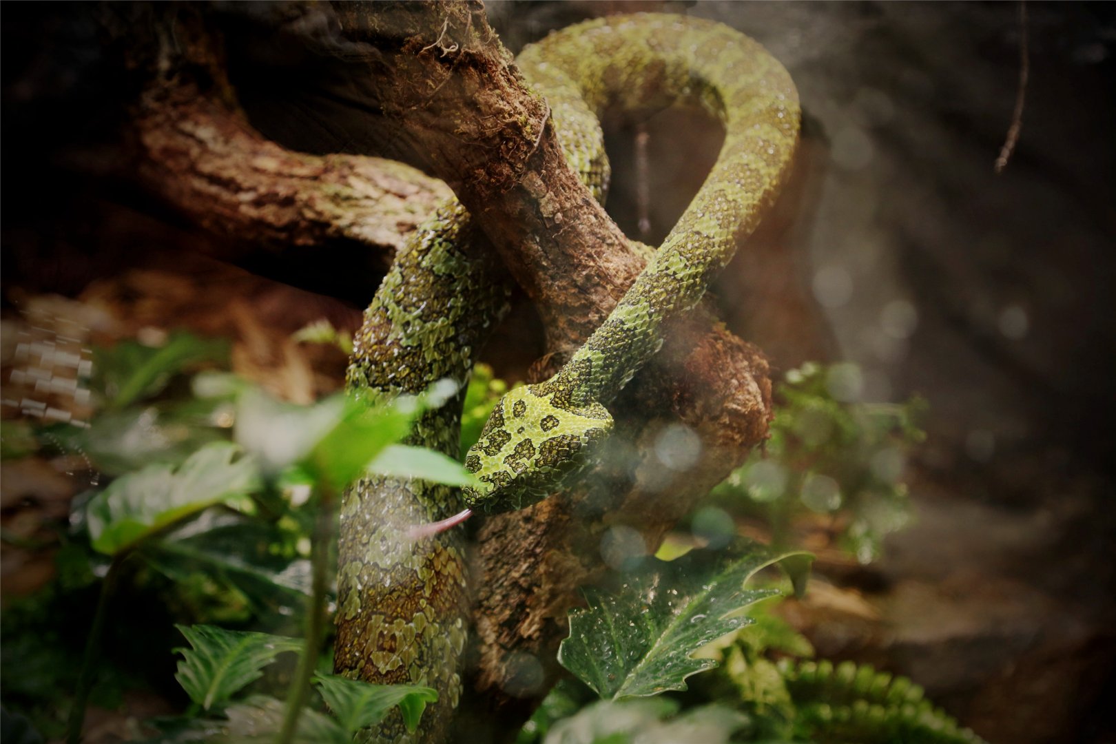 Mangshan Pitviper