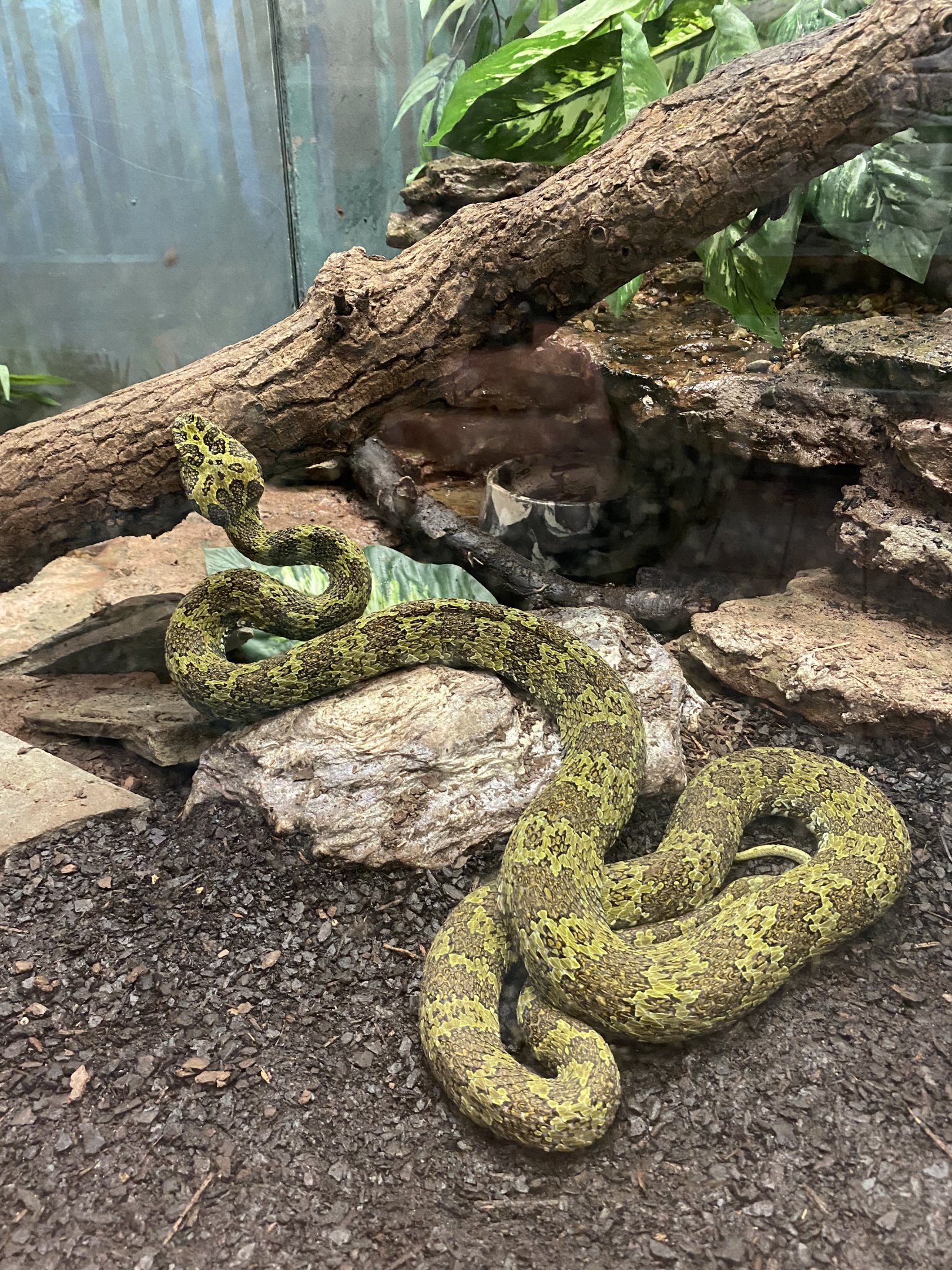 Mangshan Pitviper