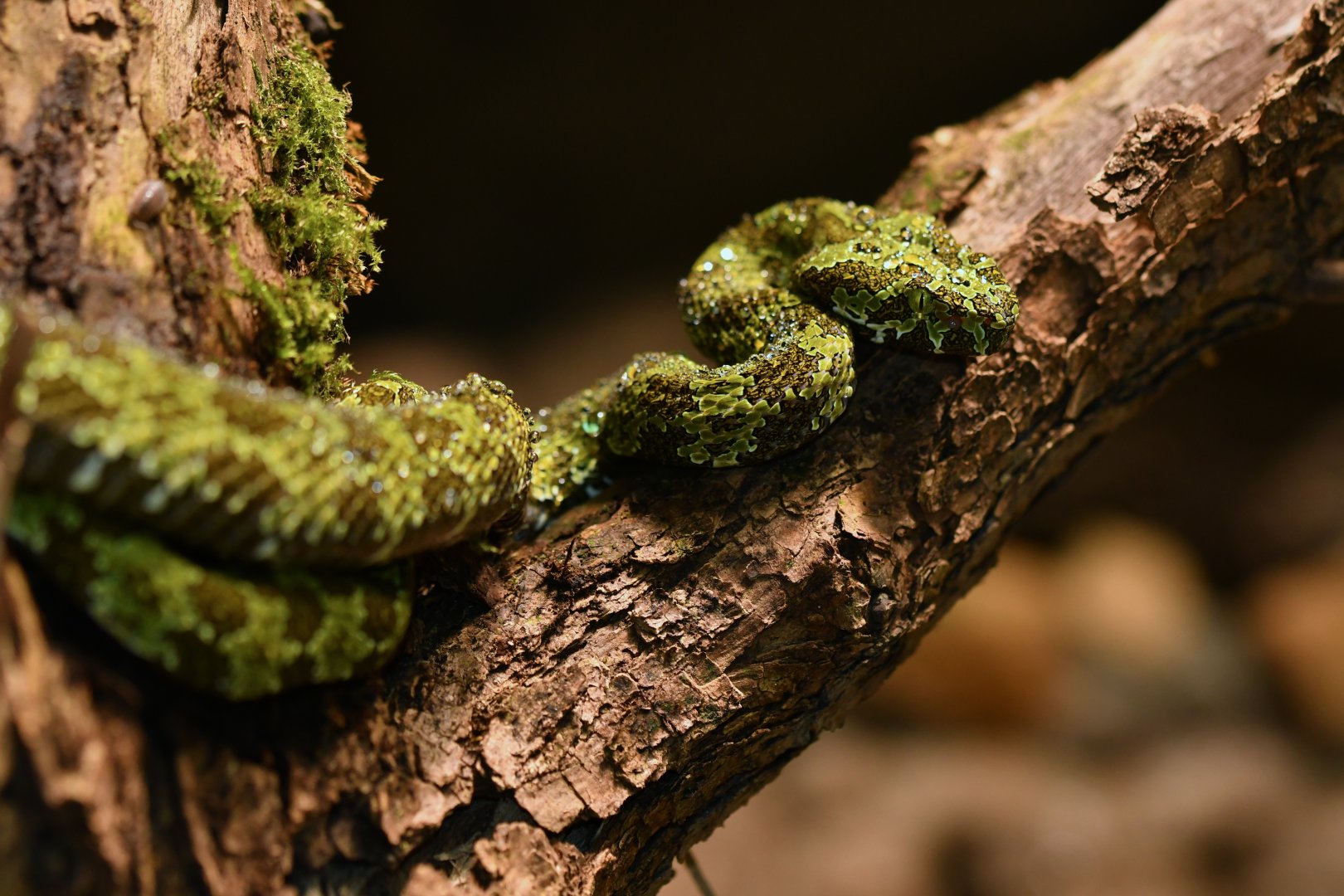Mangshan Viper (Prothobothrops mangshanensis)