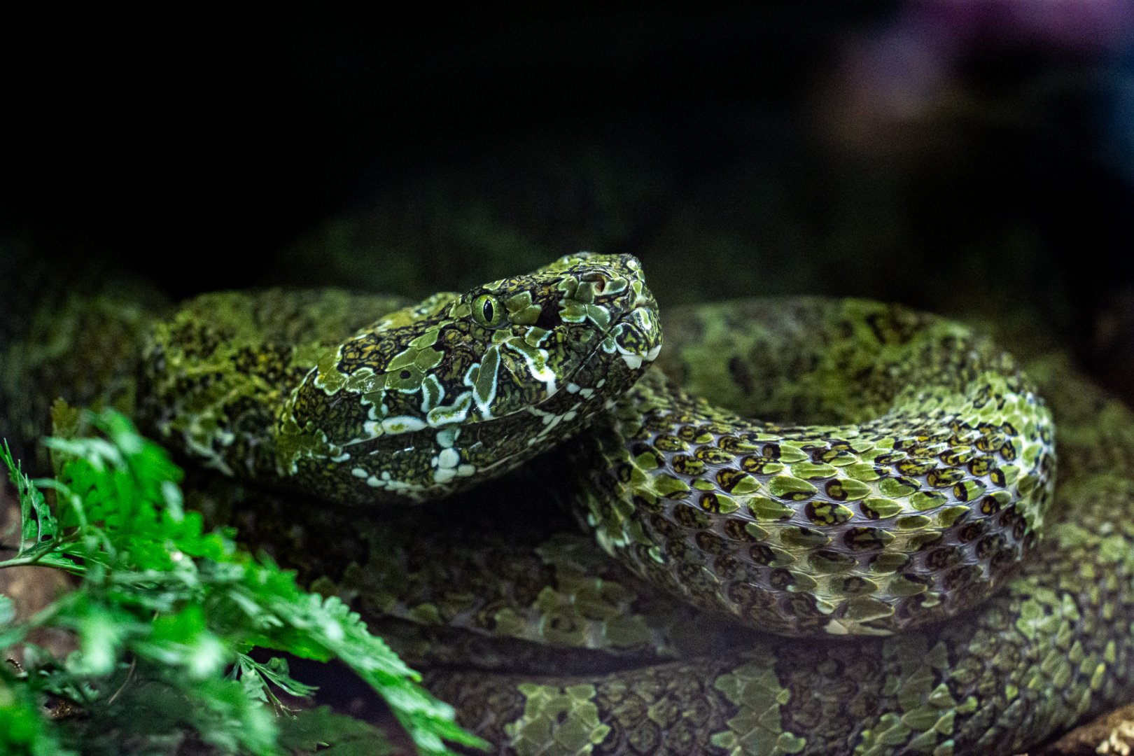 Mangshan viper