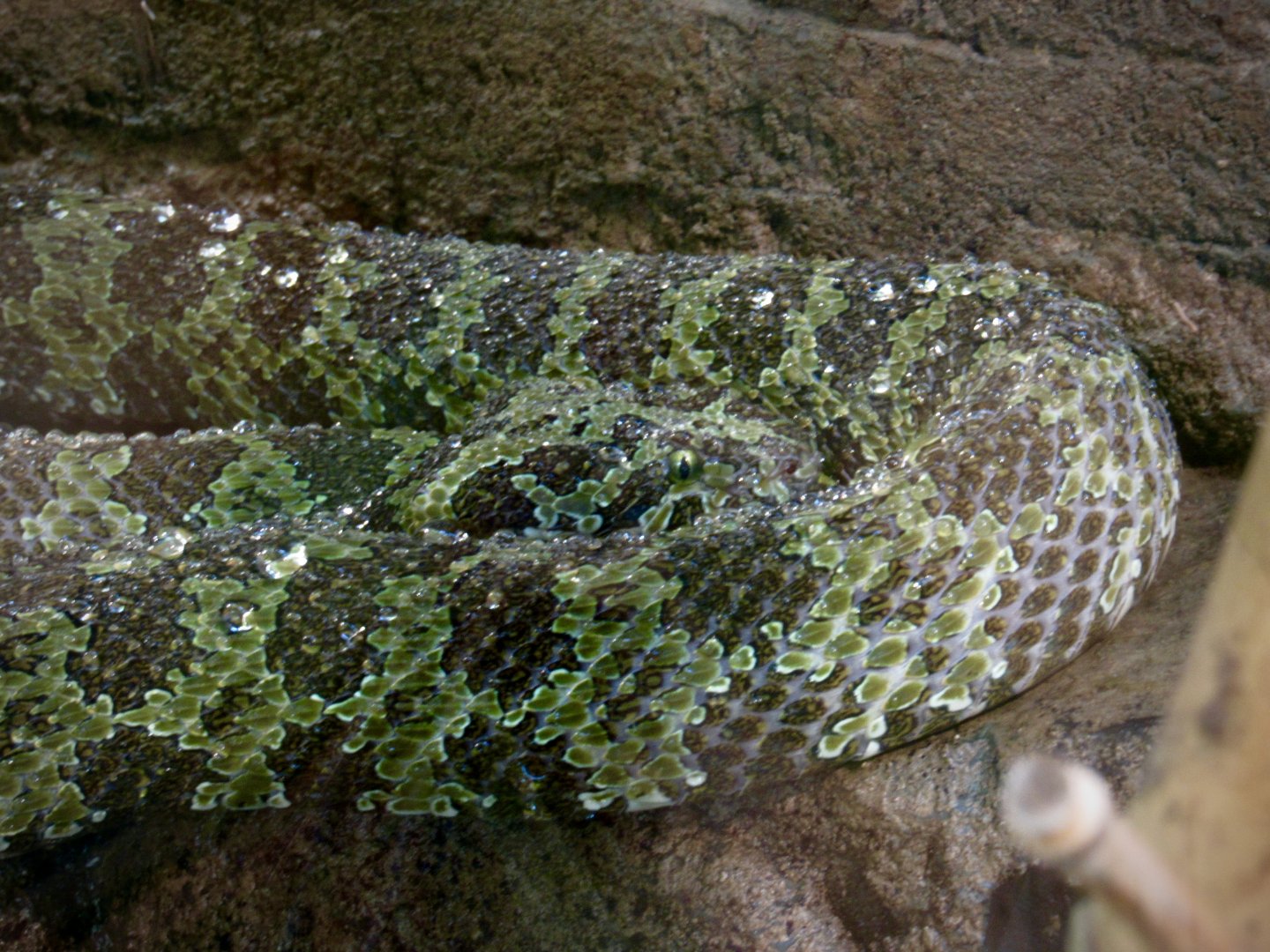Mangshan viper