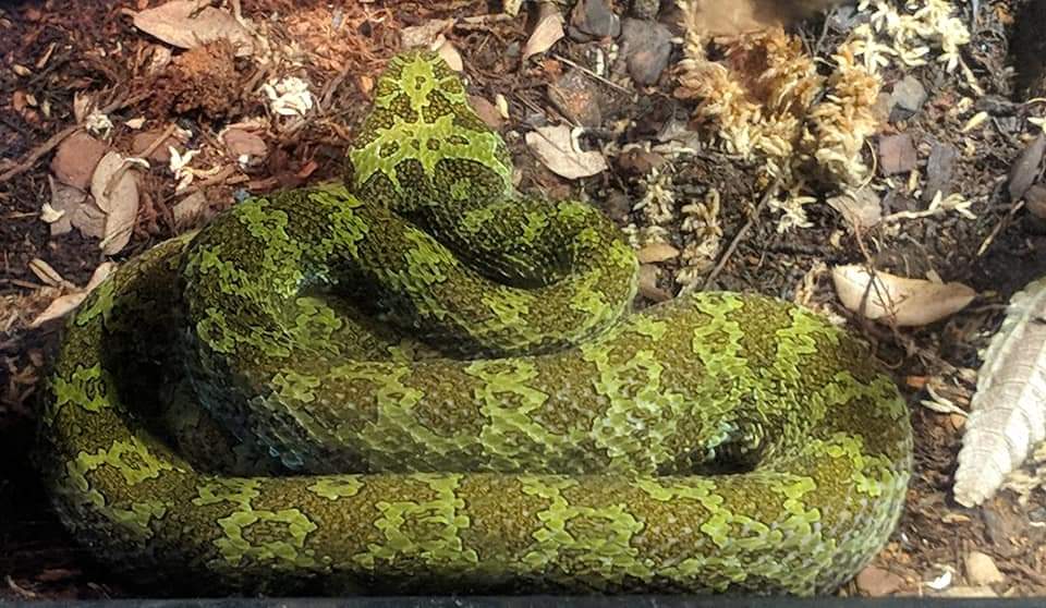 Mangshsn pit viper (Protobothrops mangshanensis)