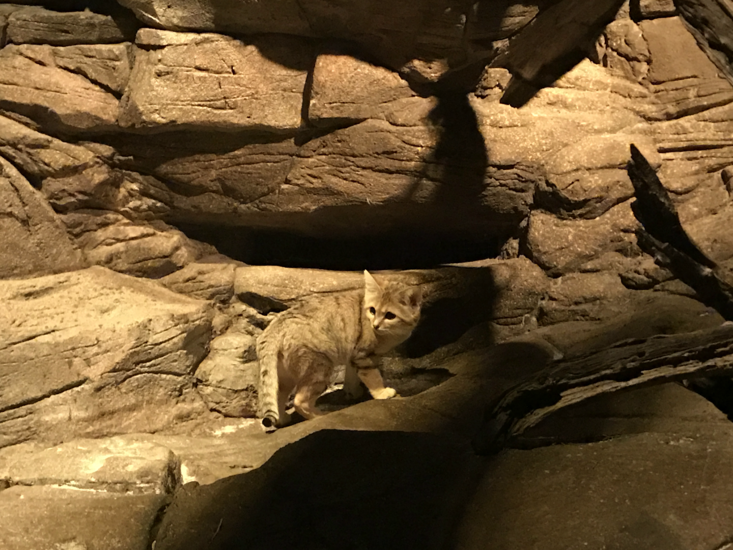 Mangum Desert - Sand Cat