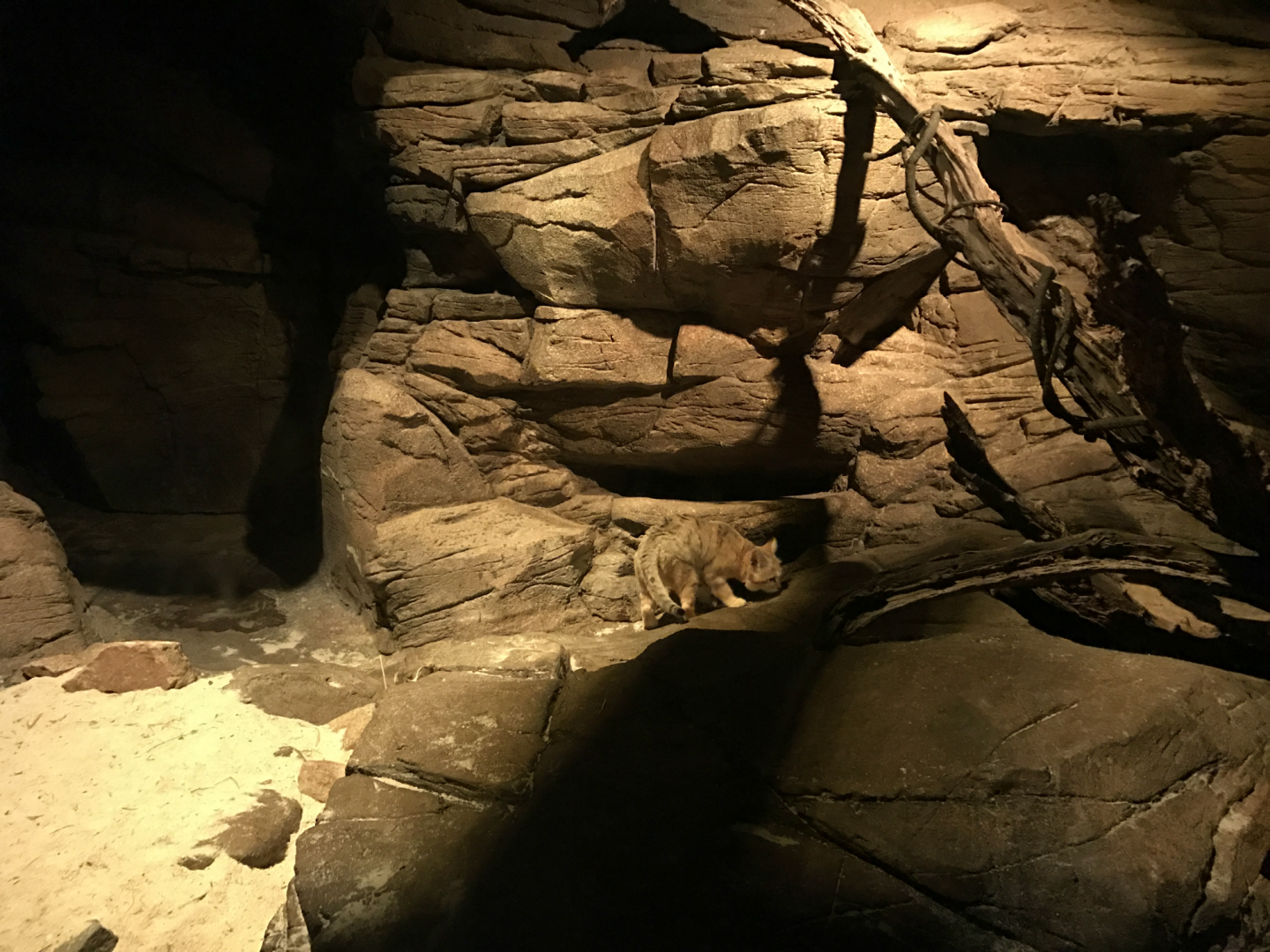 Mangum Desert - Sand Cat