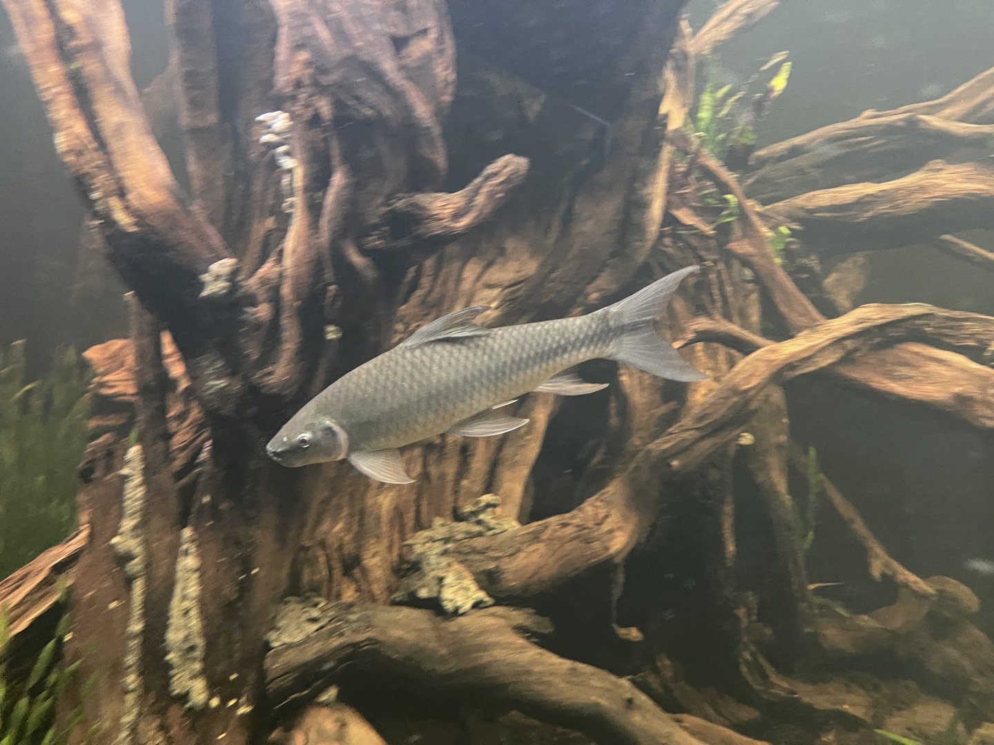 mangut (lobochcheilos falcifer) - dunia air tawar