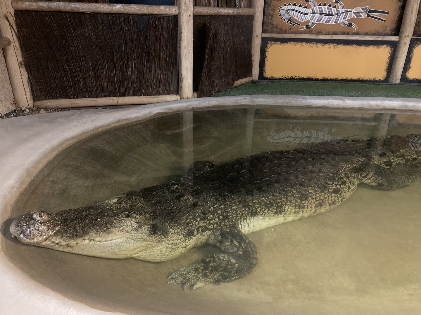 “Maniac” the Saltwater Crocodile