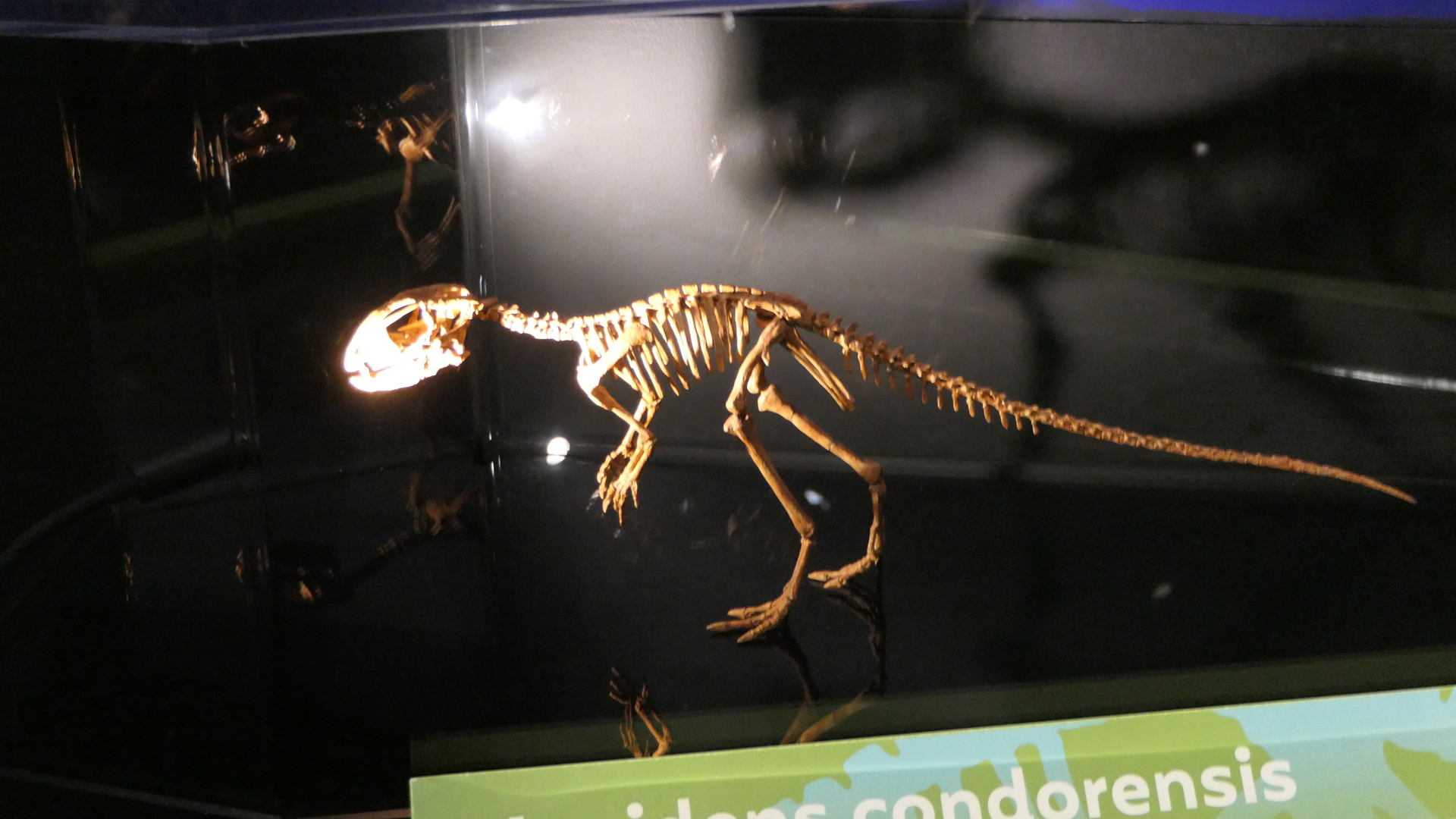 Manidens condorensis - Dinosaurs of Patagonia