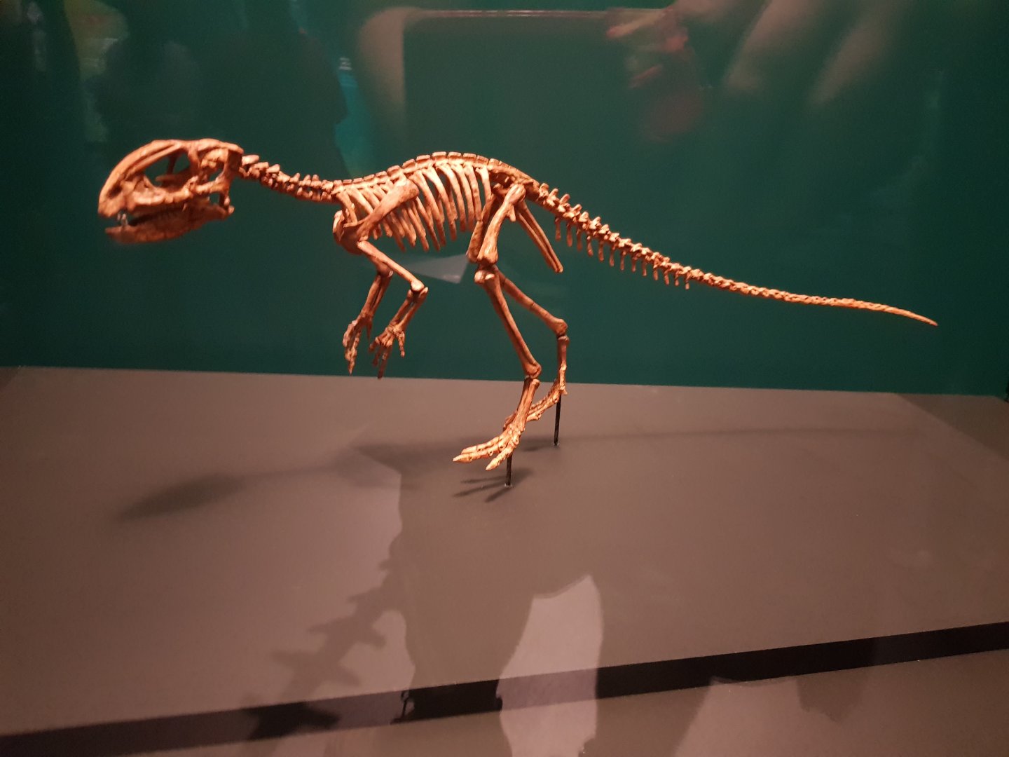 Manidens condorensis-Ngā Taniwha o Rūpapa | Dinosaurs of Patagonia, Te Papa