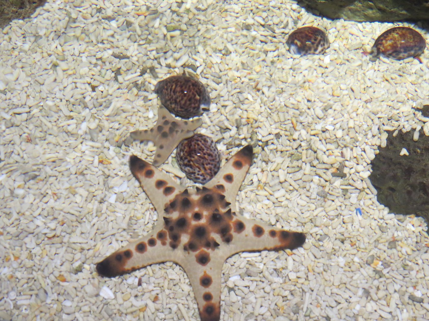 Manila 0cean Park -  Corwie and chocolate chip starfish