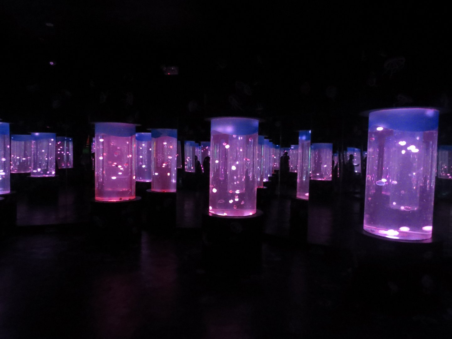 Manila 0cean Park - Jellyfish Room